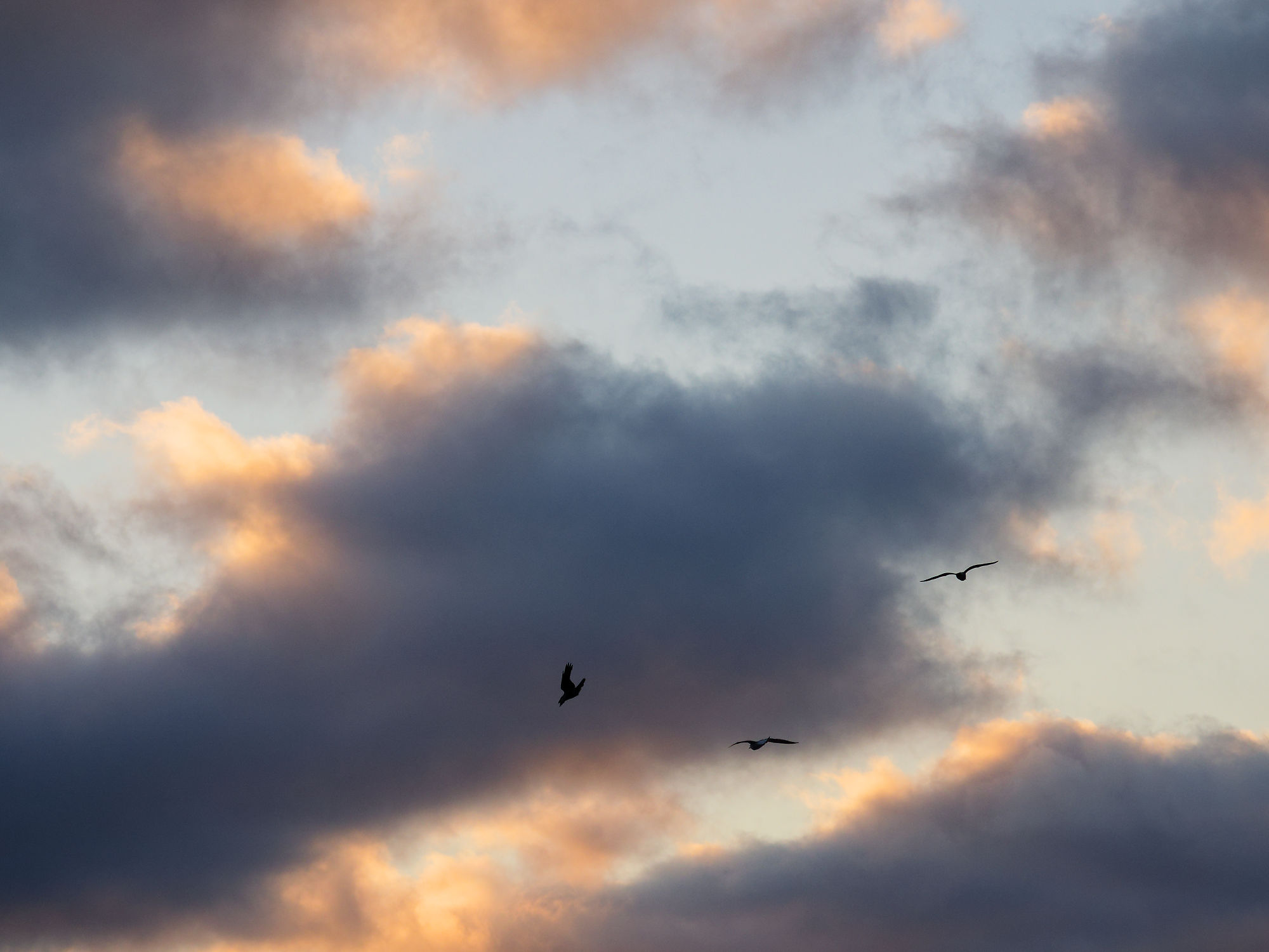 Helsinki: Wolkenhimmel bei Sonnenuntergang mit fliegenden Vögeln. Stimmungsvolle Abenddämmerung.