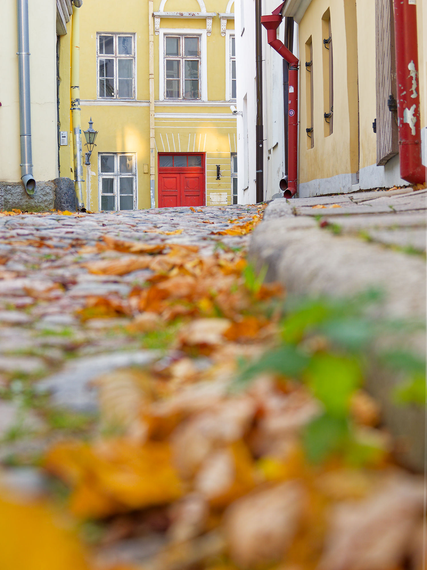 Herbst in Tallinn: Kopfsteinpflaster, gelbe Gebäude, rote Tür. Stimmungsvolle Gasse in Estland.