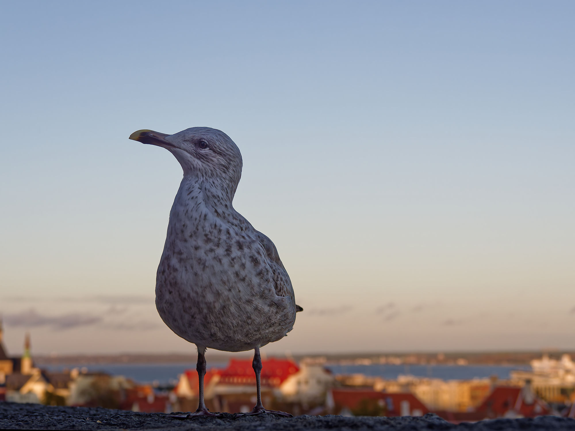 Möwe in Tallinn, Estland. Blick auf die Altstadt. Tierfotografie.