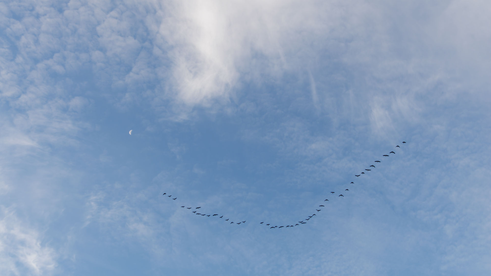 Vogelflug im blauen Himmel. Wildgänse ziehen in Formation. Tallinn, Estland.