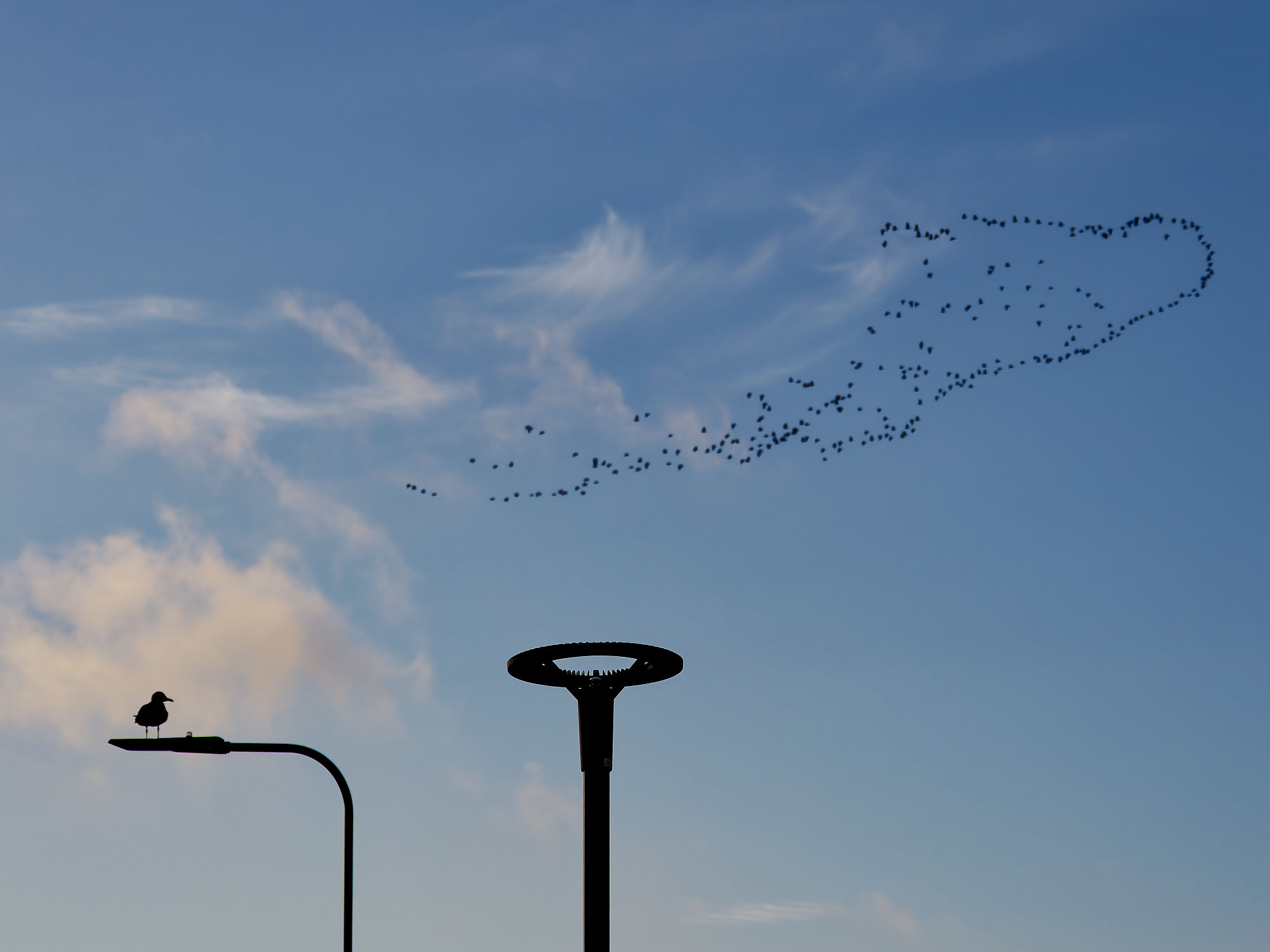 Tallinn, Estland: Möwe auf Laterne, Vogelschwarm am Himmel. Silhouette vor blauem Himmel.