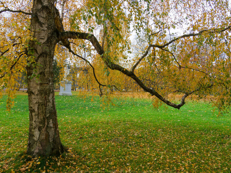 Herbst in Tallinn: Birke mit gelben Blättern auf grünem Rasen. Laub bedeckt den Boden.
