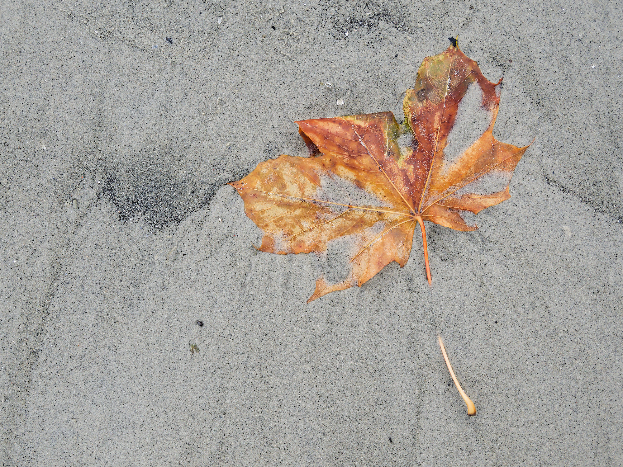 Herbstblatt im Sand. Ahornblatt, braun und golden, liegt auf hellem Sand. Herbststimmung.