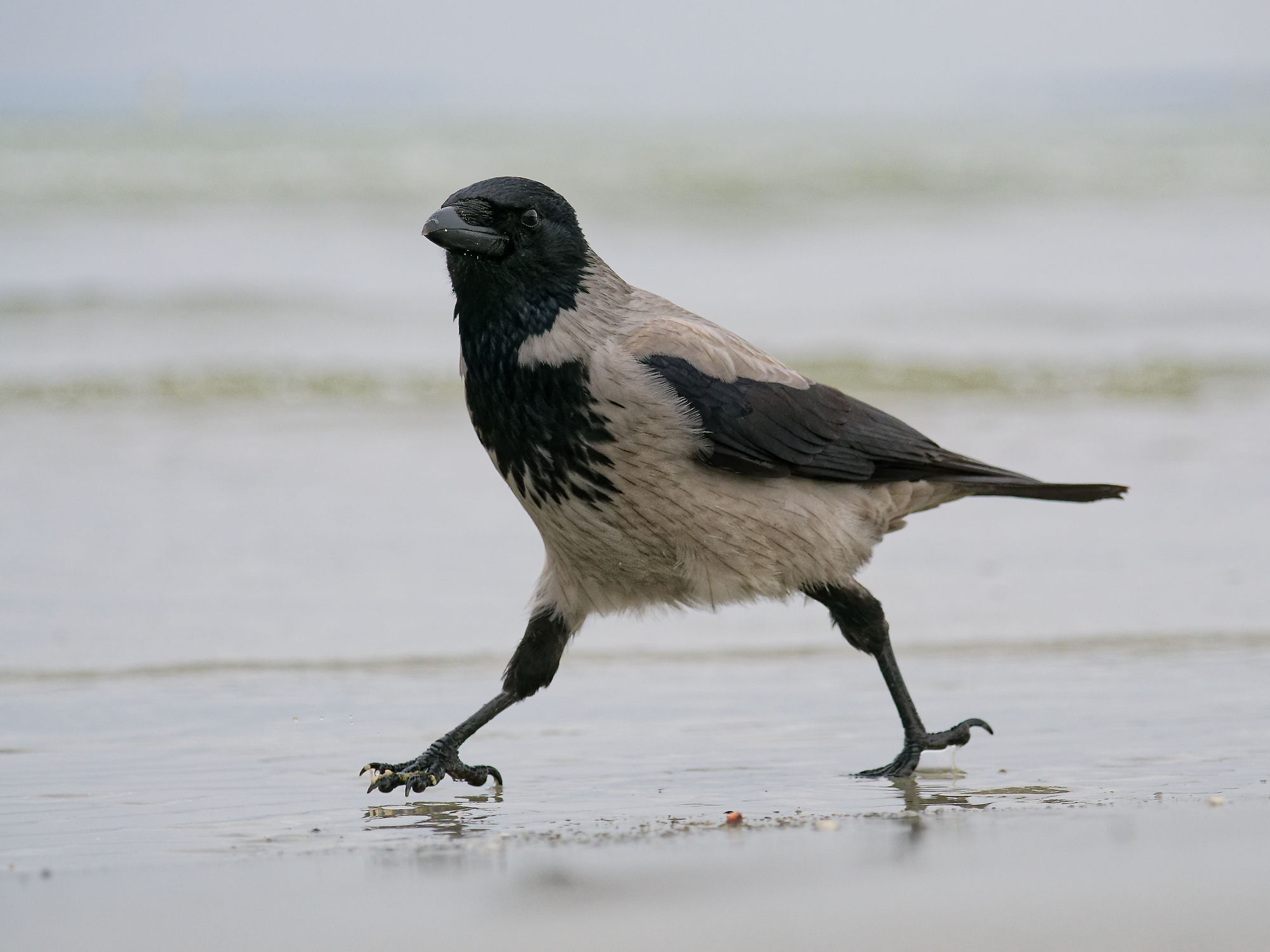 Eine Krähe spaziert am Strand von Tallinn im seichten Wasser. Vogelbeobachtung in Estland.
