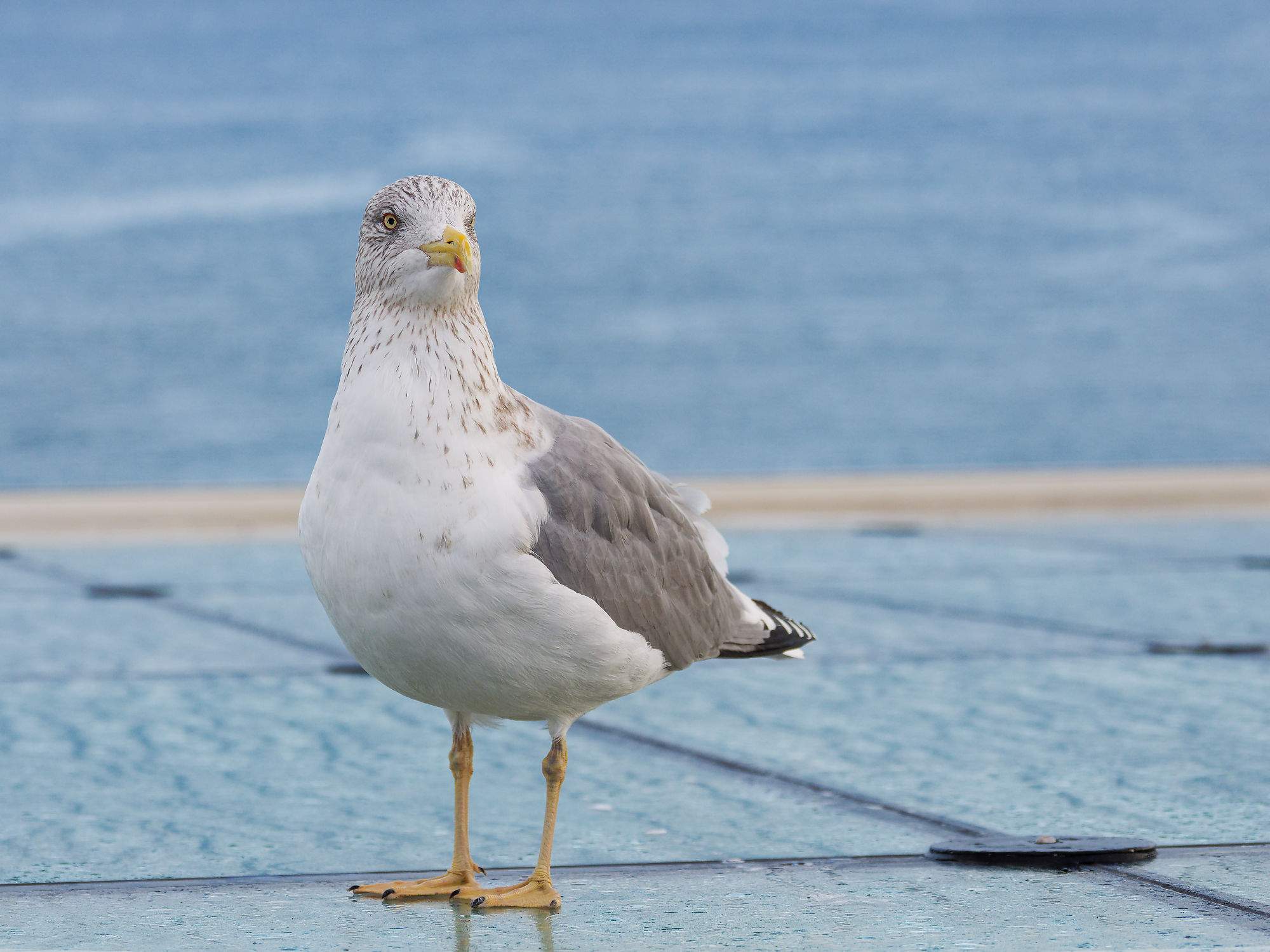 Möwe auf der Fähre von Tallinn nach Helsinki. Küstenvogel mit gelbem Schnabel.