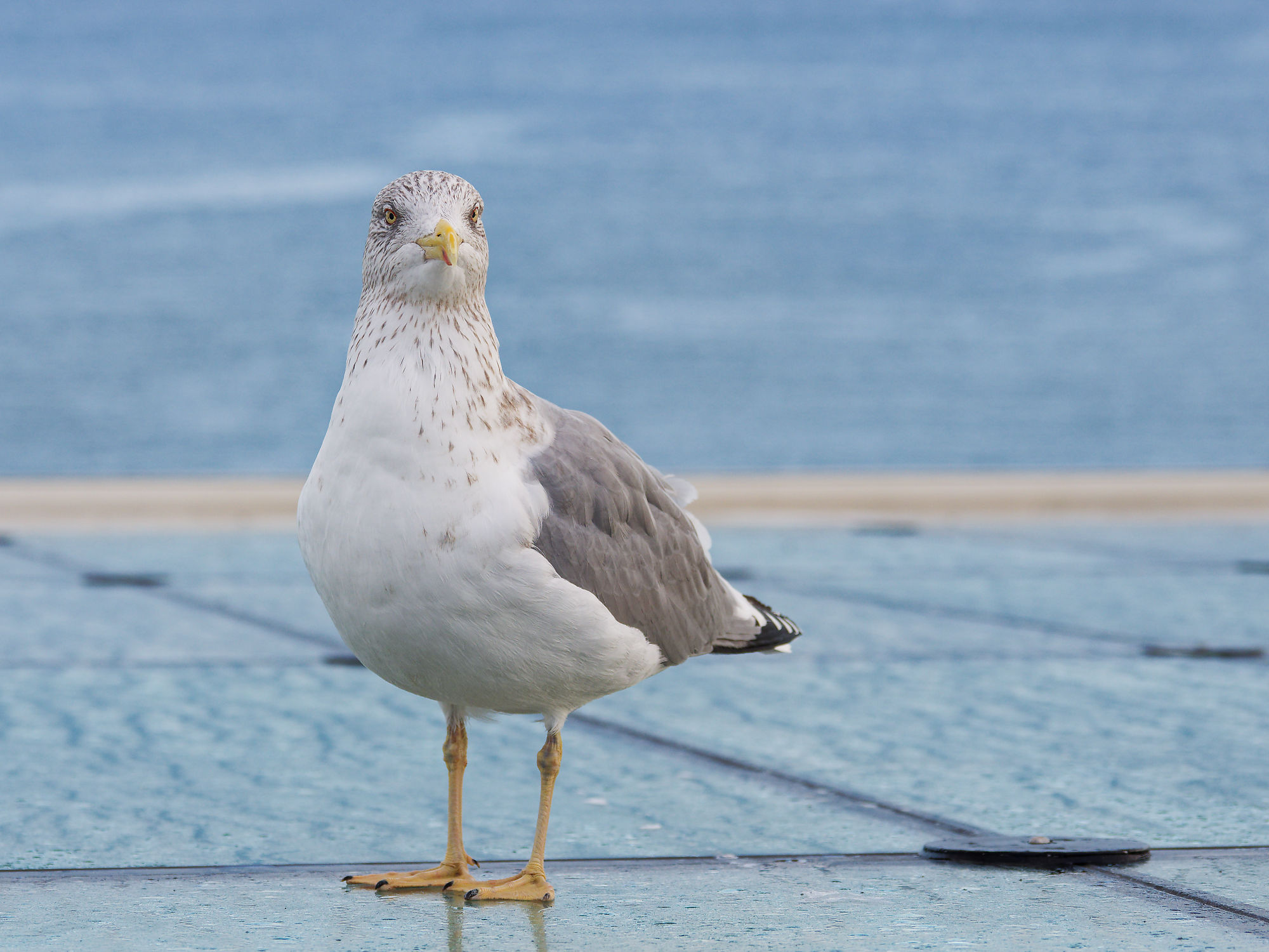 Möwe auf der Fähre von Tallinn nach Helsinki. Küstenvogel mit gelbem Schnabel.