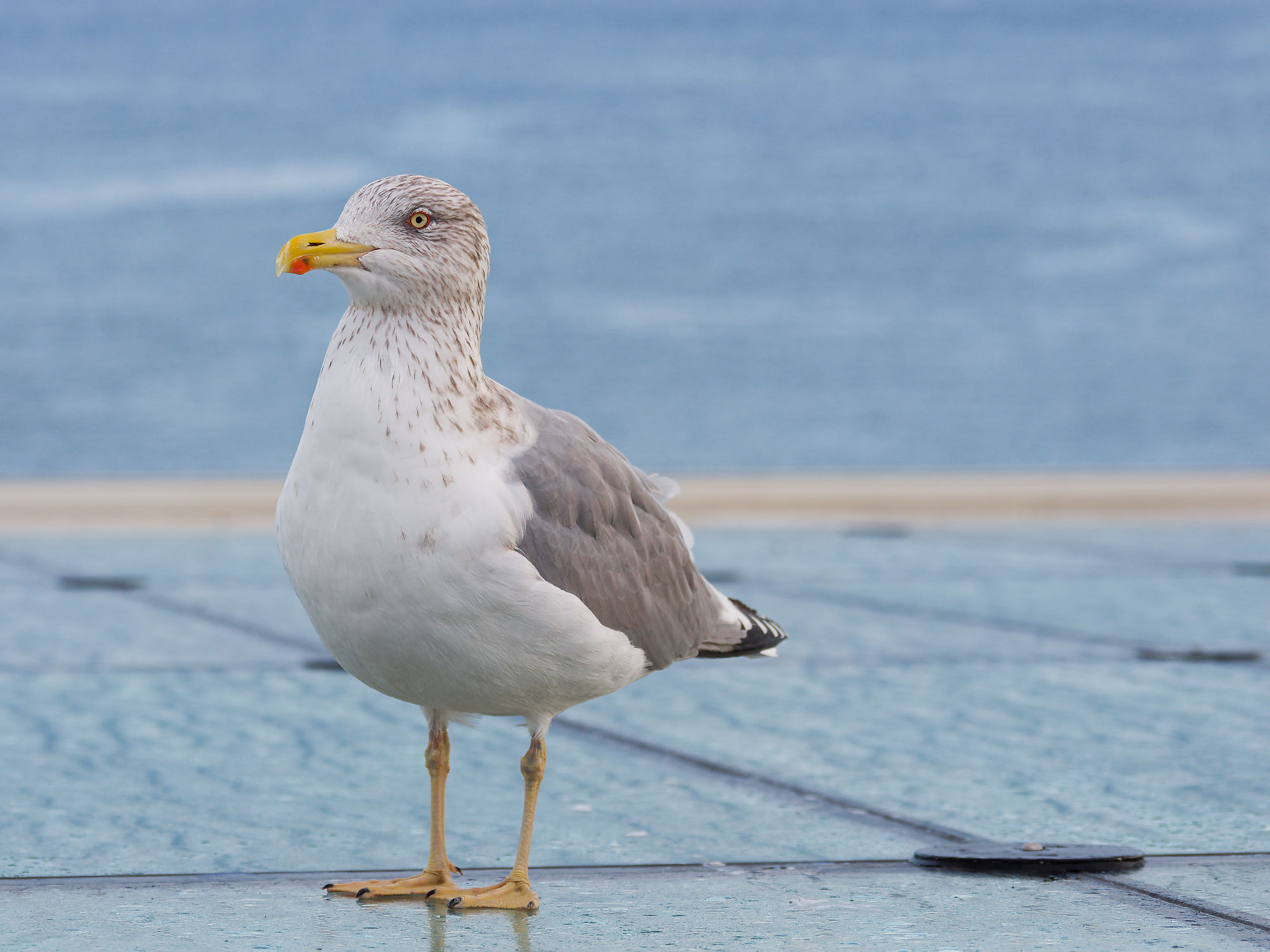 Möwe auf der Fähre von Tallinn nach Helsinki. Küstenvogel mit gelbem Schnabel.