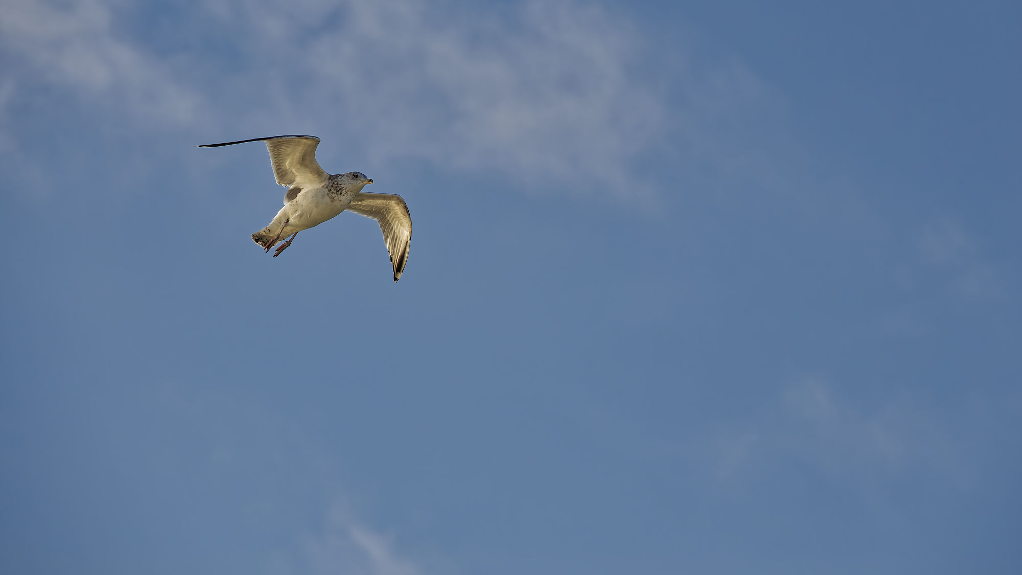 Möwe im Flug, blauer Himmel. Tallinn-Helsinki