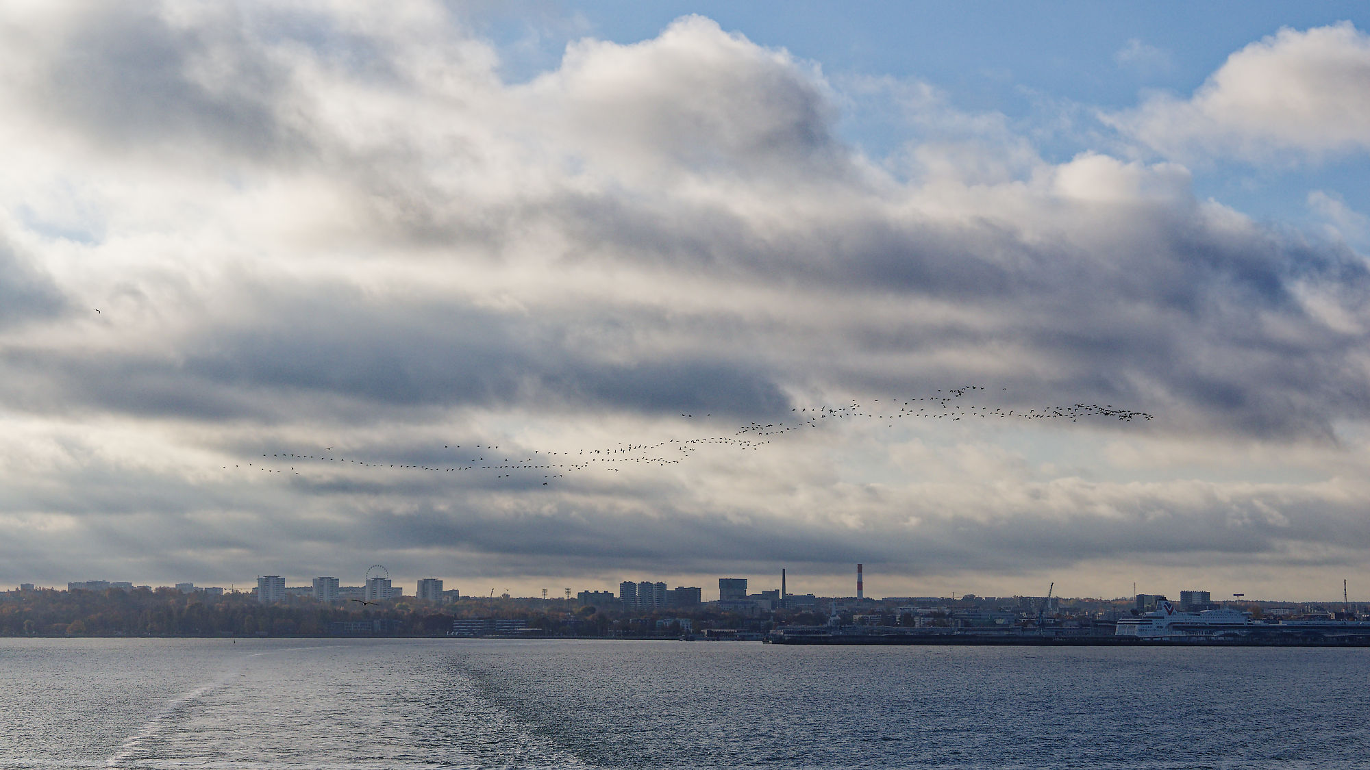 Skyline Tallinn, Estland: Blick auf die Stadt vom Wasser aus. Wolken und Vogelschwarm.