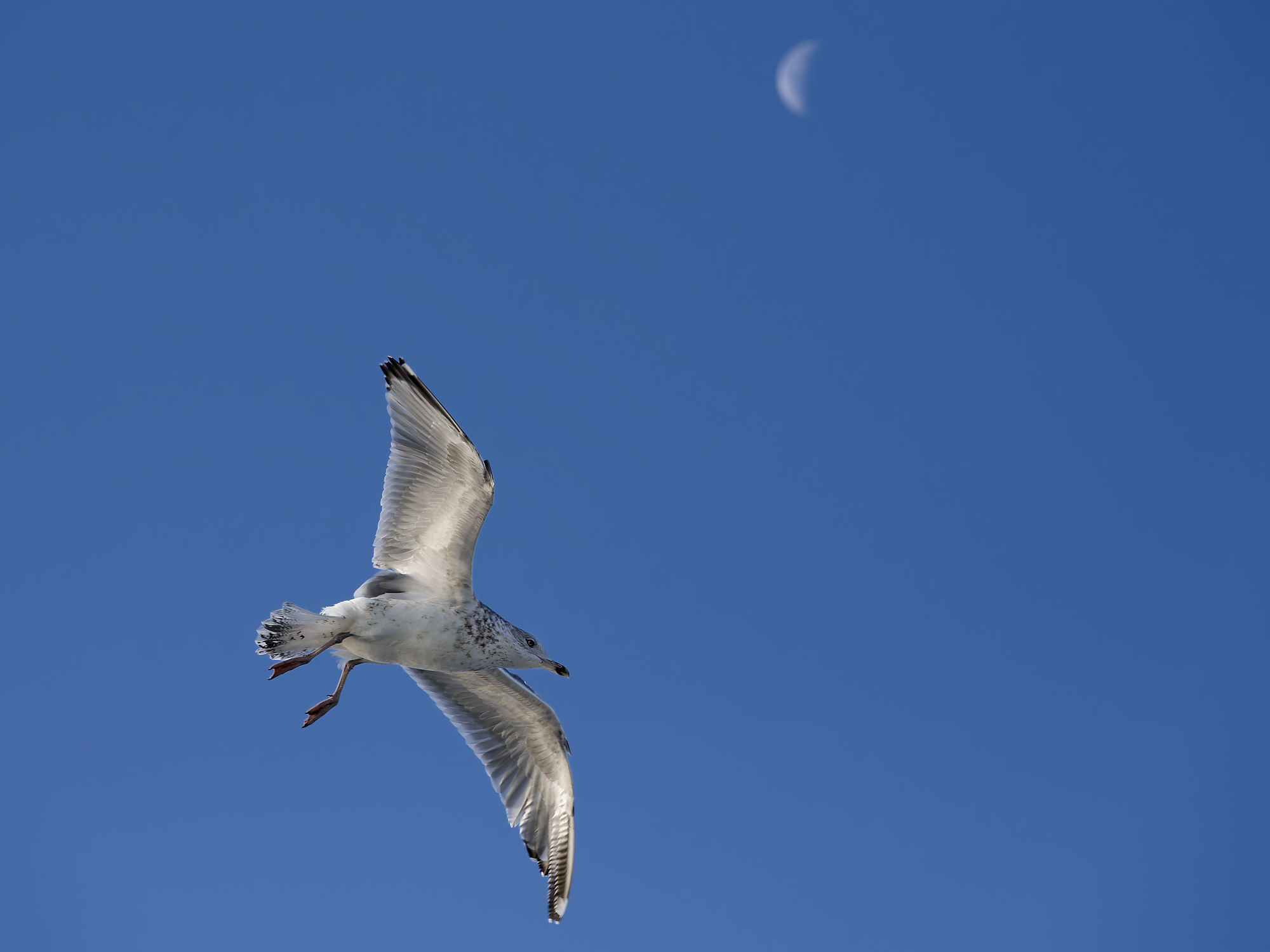 Möwe im Flug, blauer Himmel, Mond. Tallinn-Helsinki.