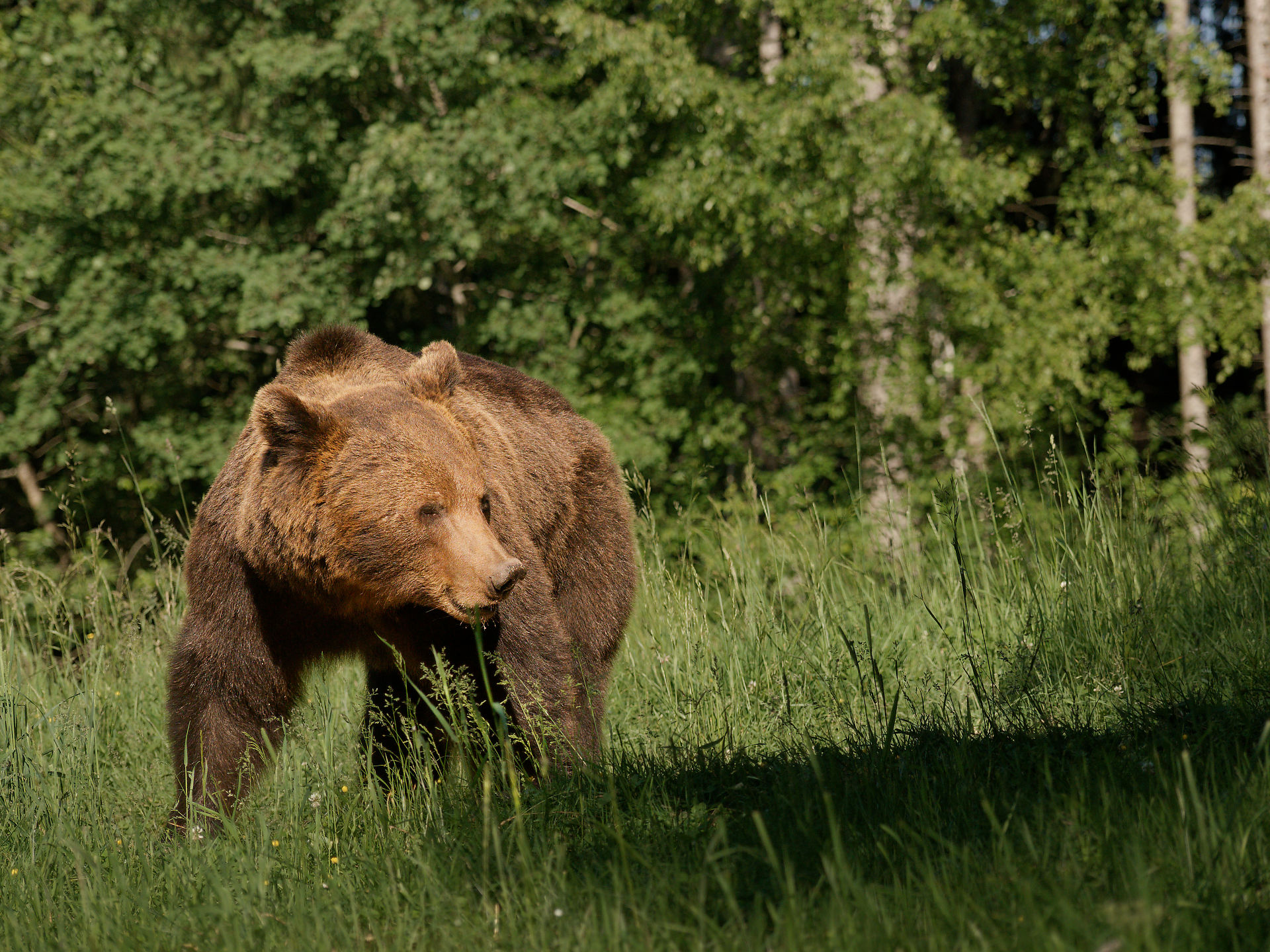 Brauner Bär in Rumänien. Wildtier in natürlicher Umgebung, grüne Wiese und Wald. Naturfotografie.