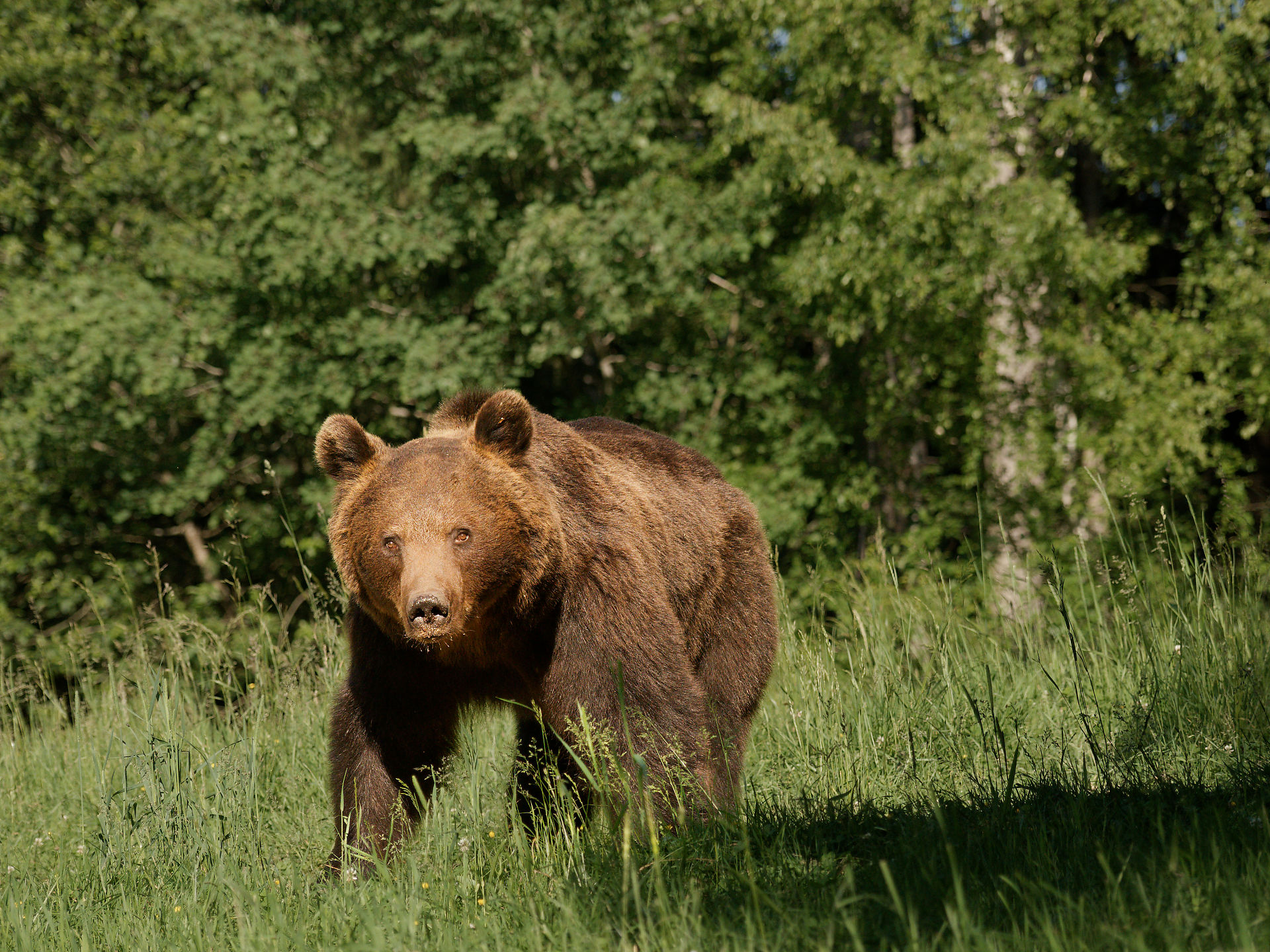 Braunbär in Rumänien. Wildtier im Gras vor Wald. Bärenbeobachtung.