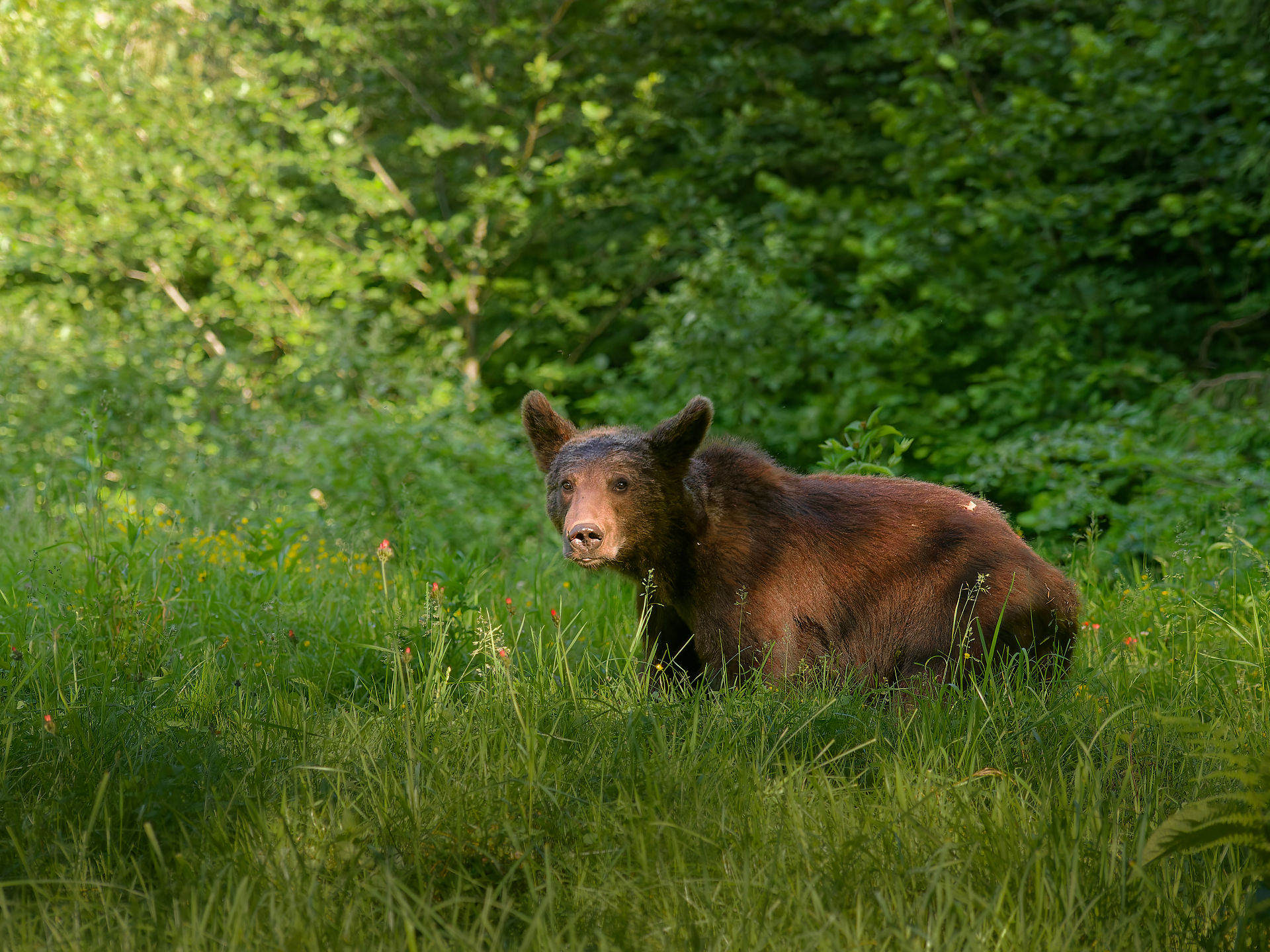 Braunbär in Rumänien. Wildtier im grünen Gras, Wald im Hintergrund. Naturaufnahme.