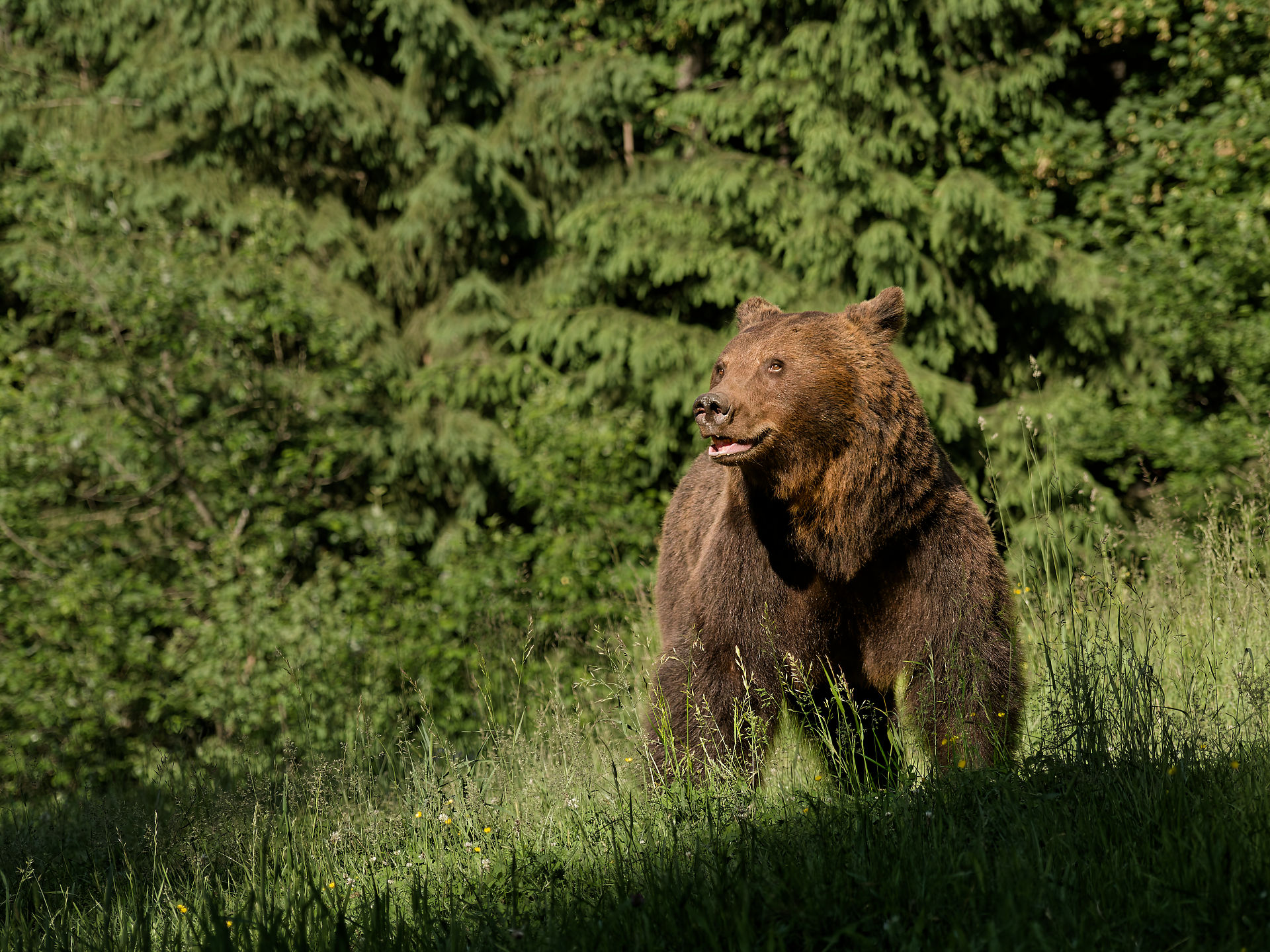 Brauner Bär in Rumänien. Wildtier im Wald, Natur.