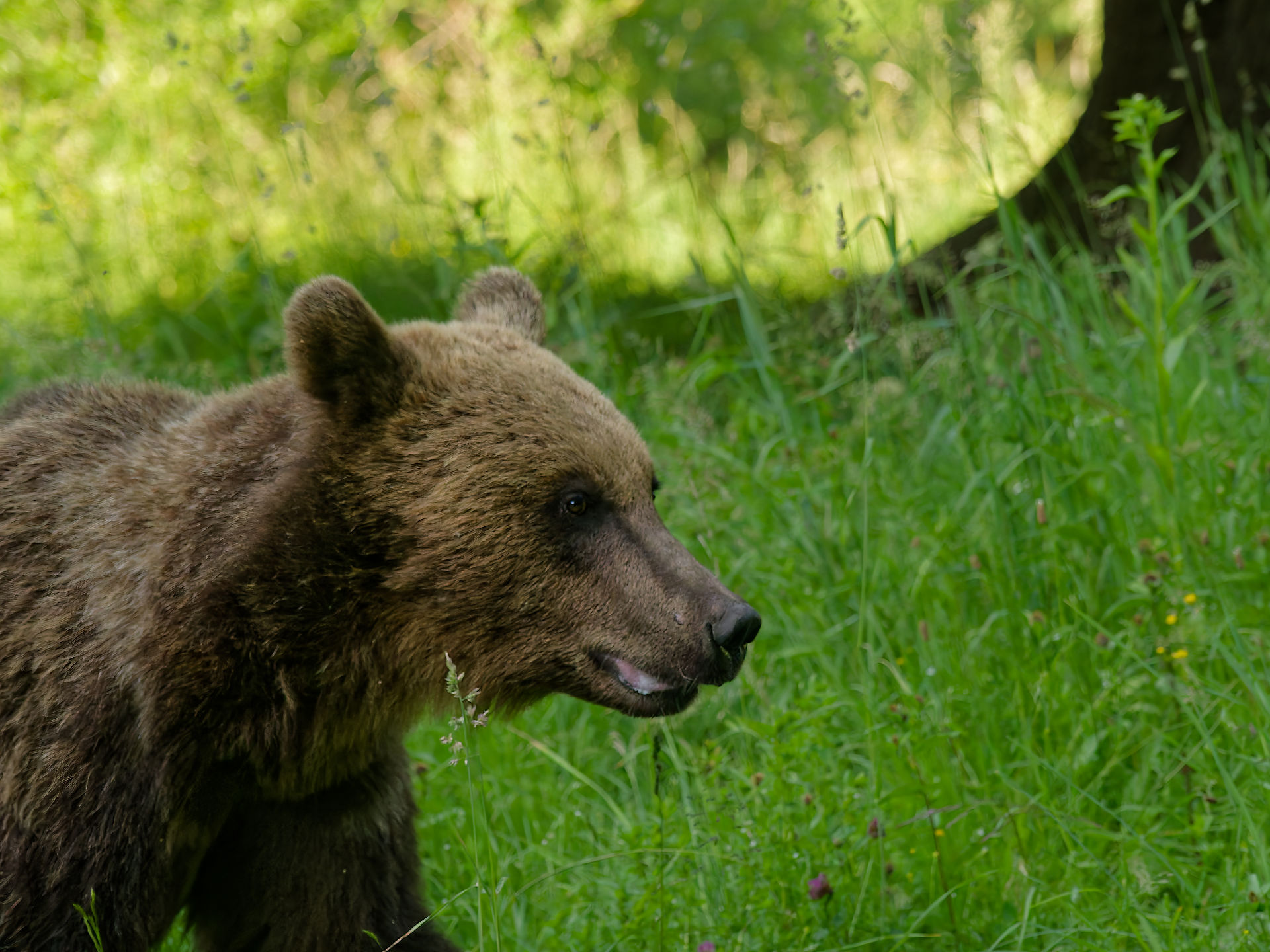 Braunbär in Rumänien. Wildtier im grünen Gras. Bärenbeobachtung.