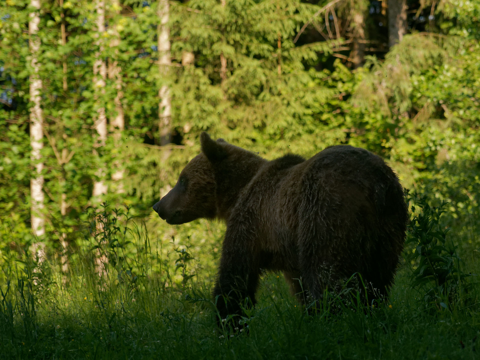 Braunbär in Rumänien. Wildtier im Wald, Fokus auf Bärenbeobachtung.