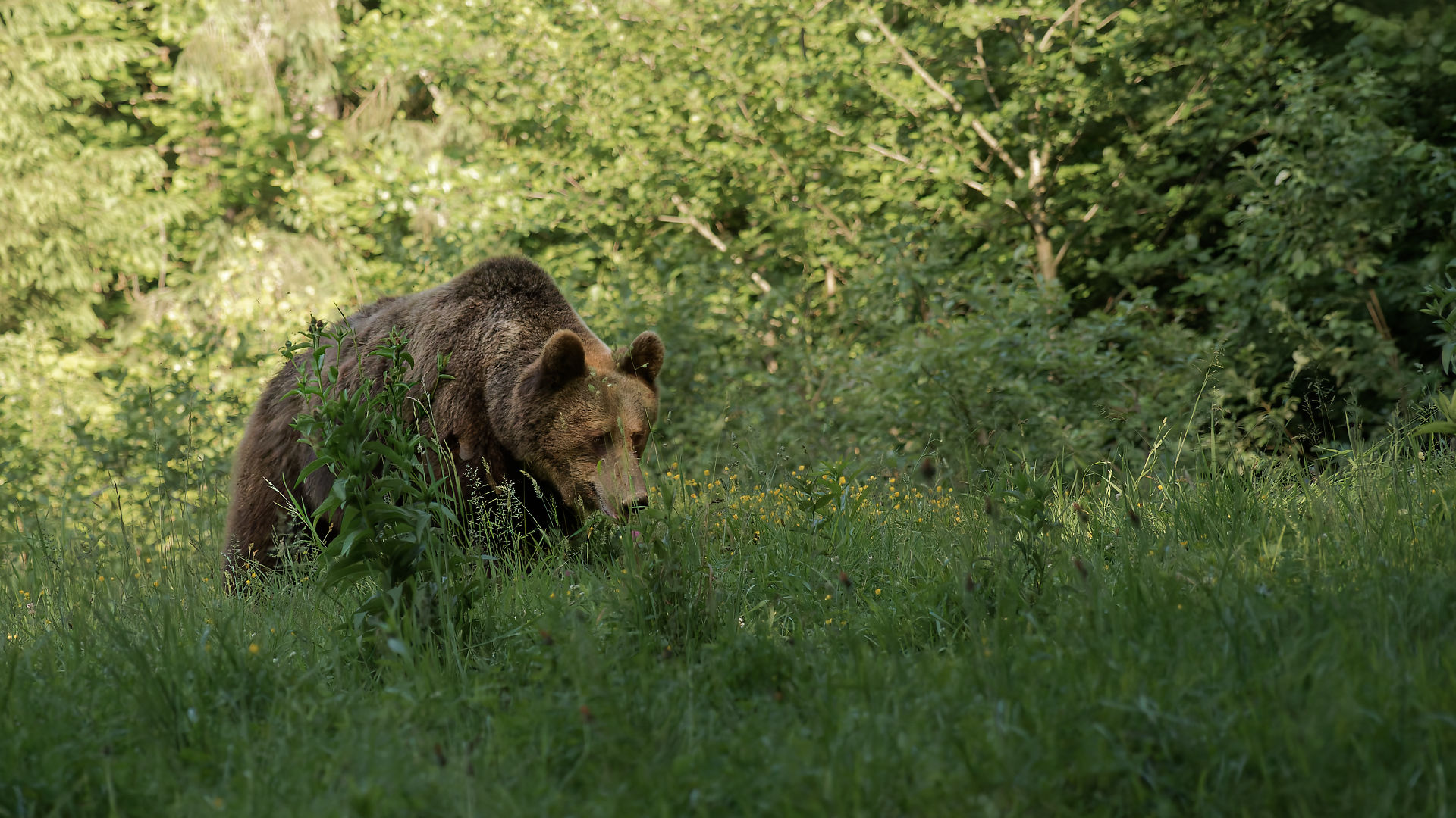 Braunbär in Rumänien. Wildtier im grünen Gras. Bärenbeobachtung in der Natur.