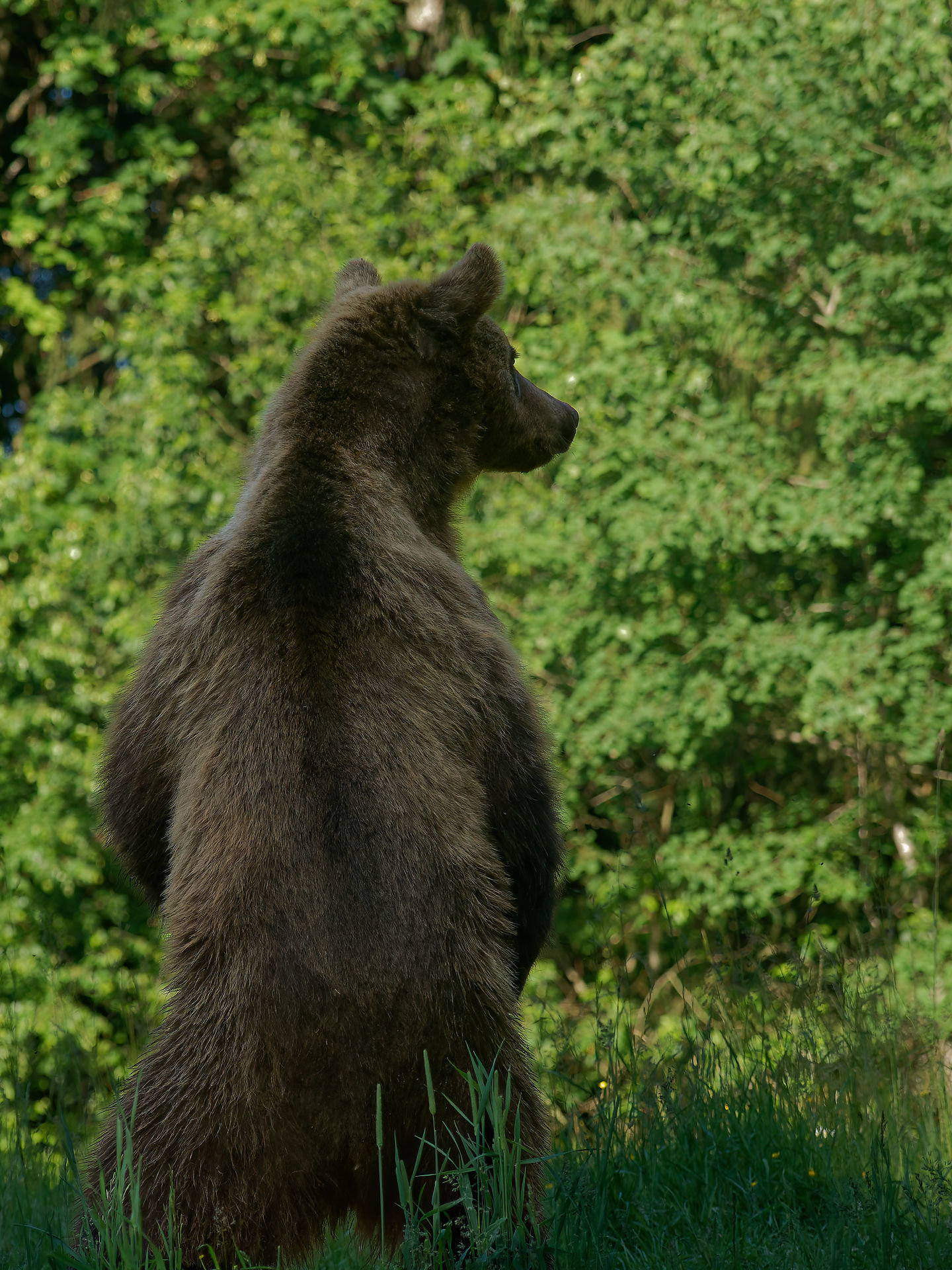 Braunbär steht aufrecht im Gras, Rumänien. Wildtier-Beobachtung.