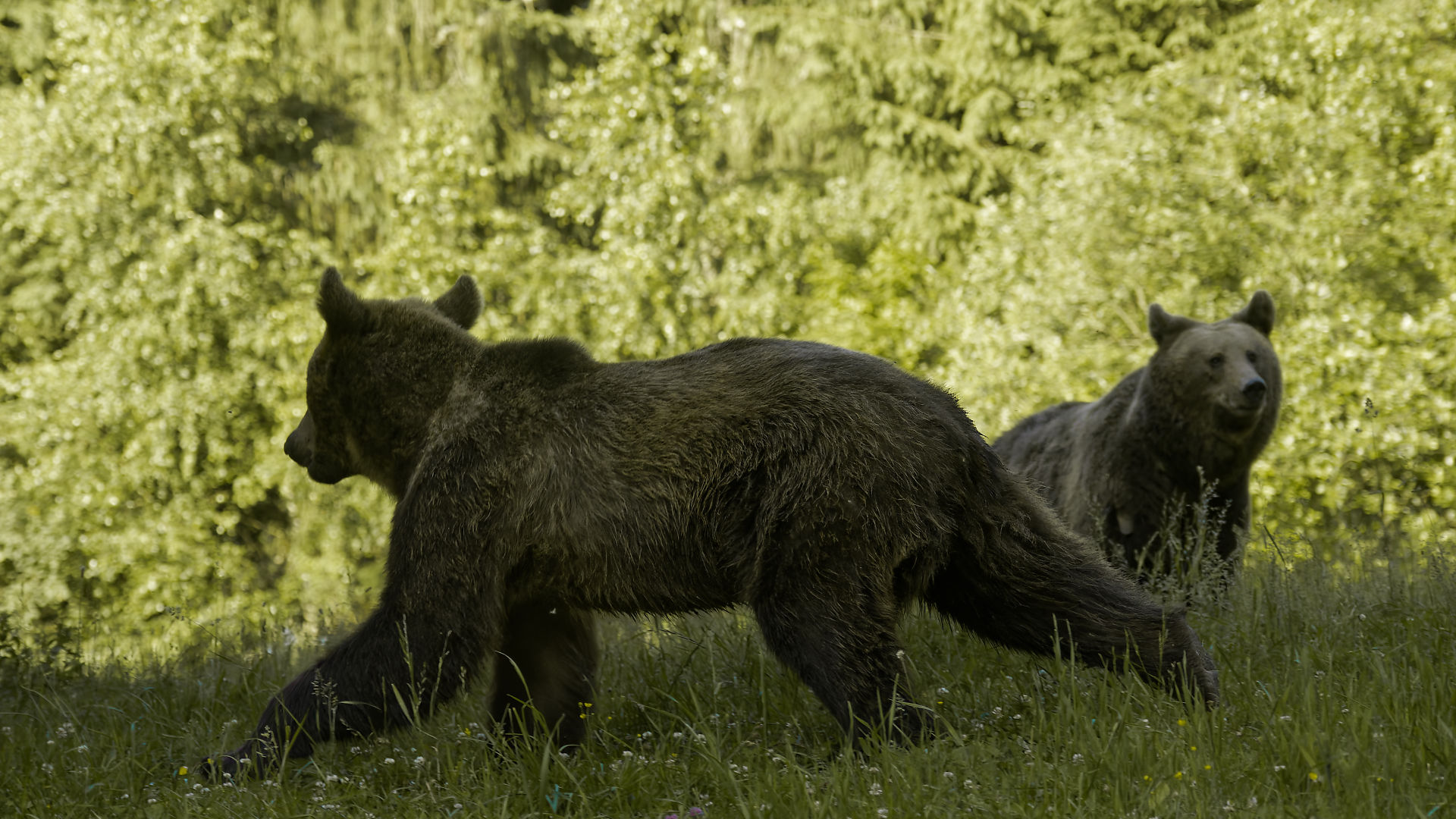 Zwei Braunbären in Rumänien auf einer grünen Wiese vor Bäumen. Wildtiere in freier Natur.