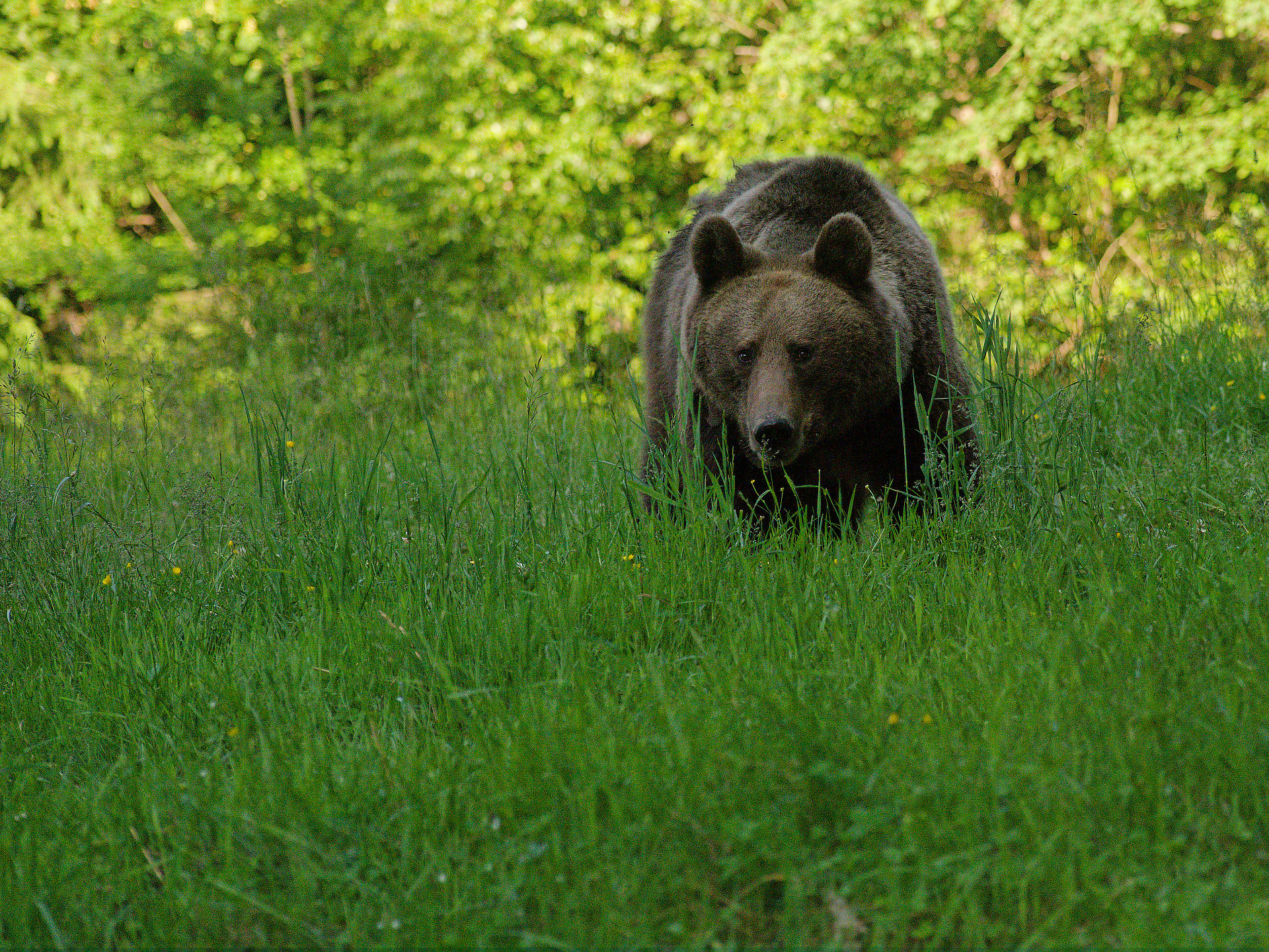 Brauner Bär in Rumänien. Wildtier im grünen Gras. Natur und Tierwelt.