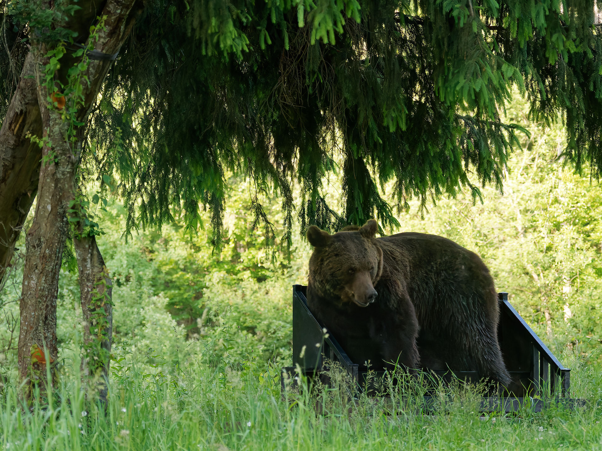 Brauner Bär in Rumänien. Wildtier in natürlicher Umgebung unter Baum. Naturfotografie.