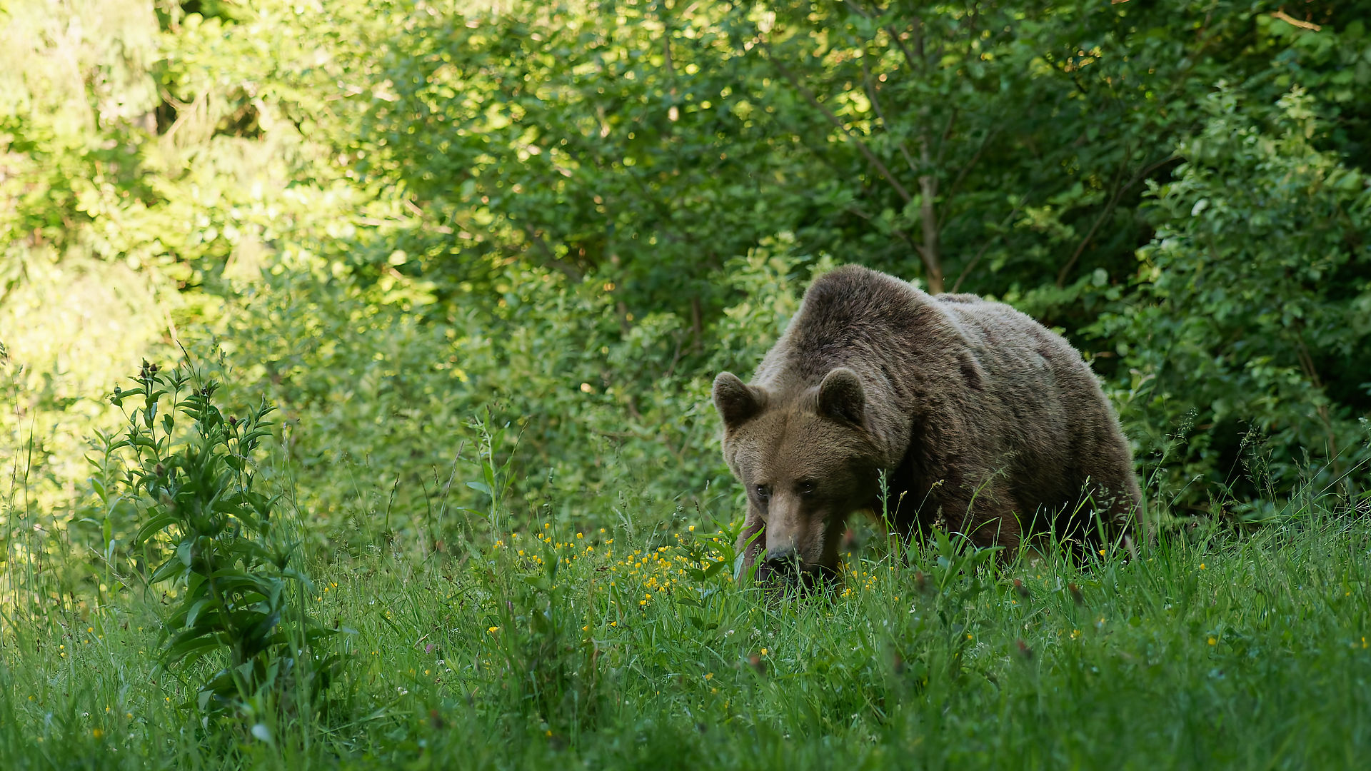 Braunbär in Rumänien im grünen Gras. Wildtier, Natur und Tierwelt.