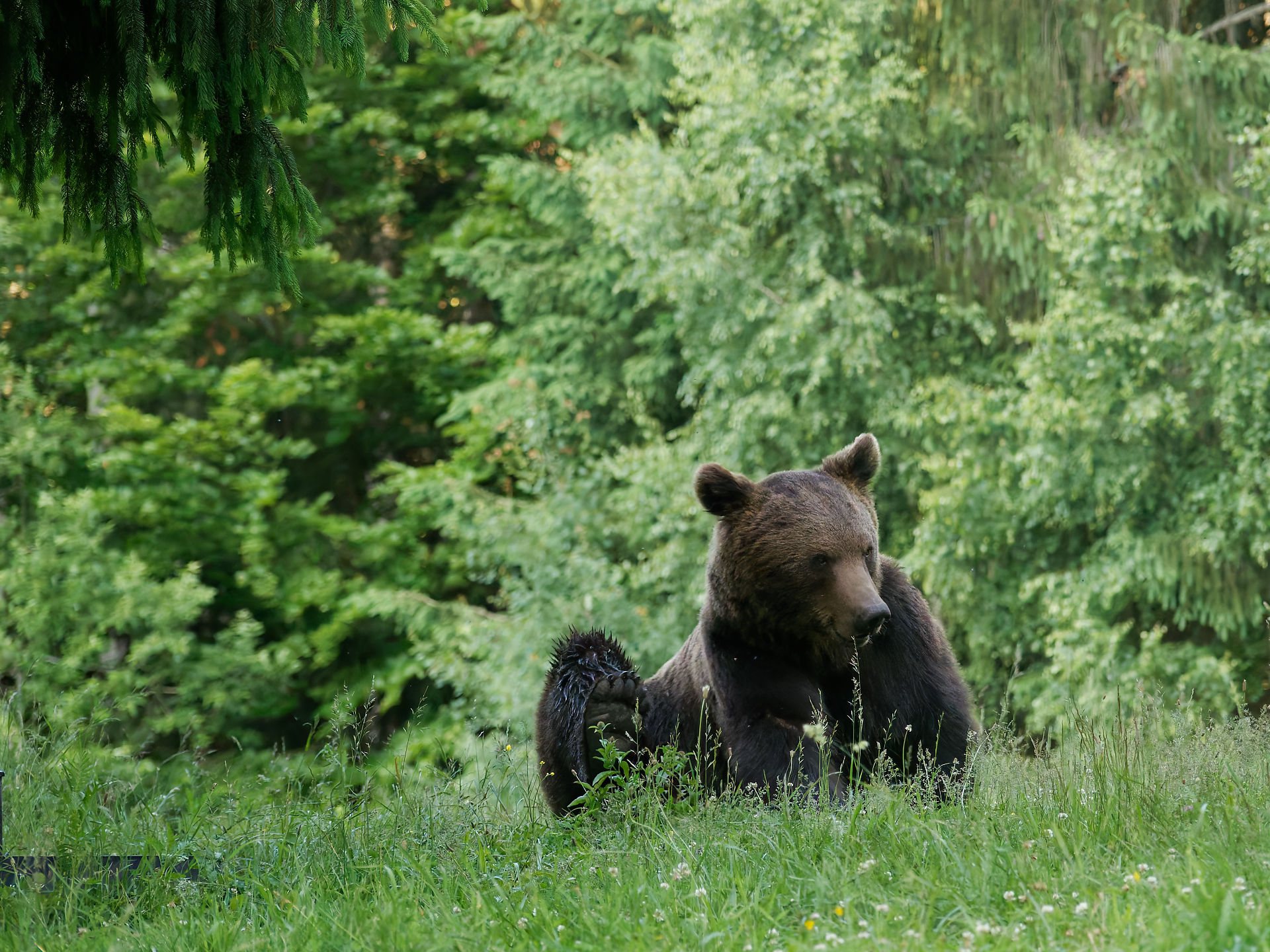 Braunbär in Rumänien. Bär liegt im Gras vor Bäumen. Wildtier in der Natur.