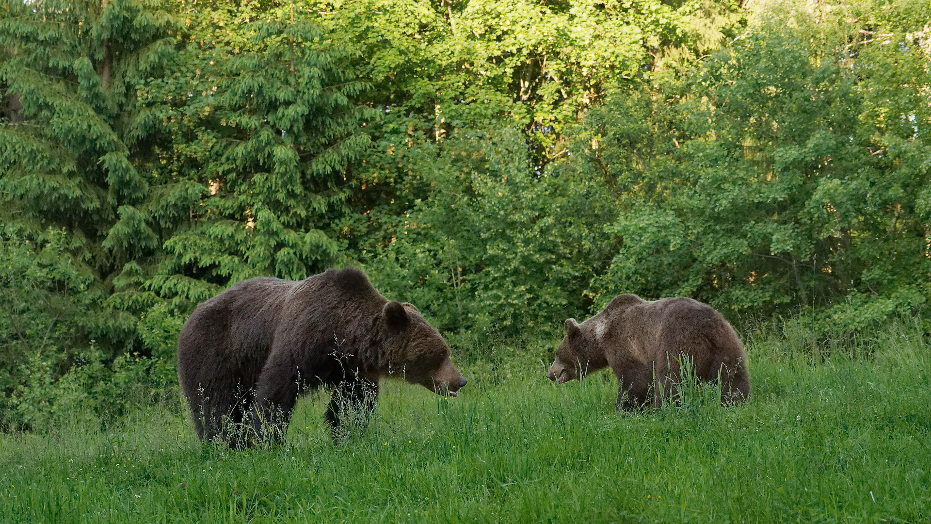 Zwei Braunbären in Rumänien auf einer grünen Wiese vor Bäumen. Wildtiere in freier Natur.