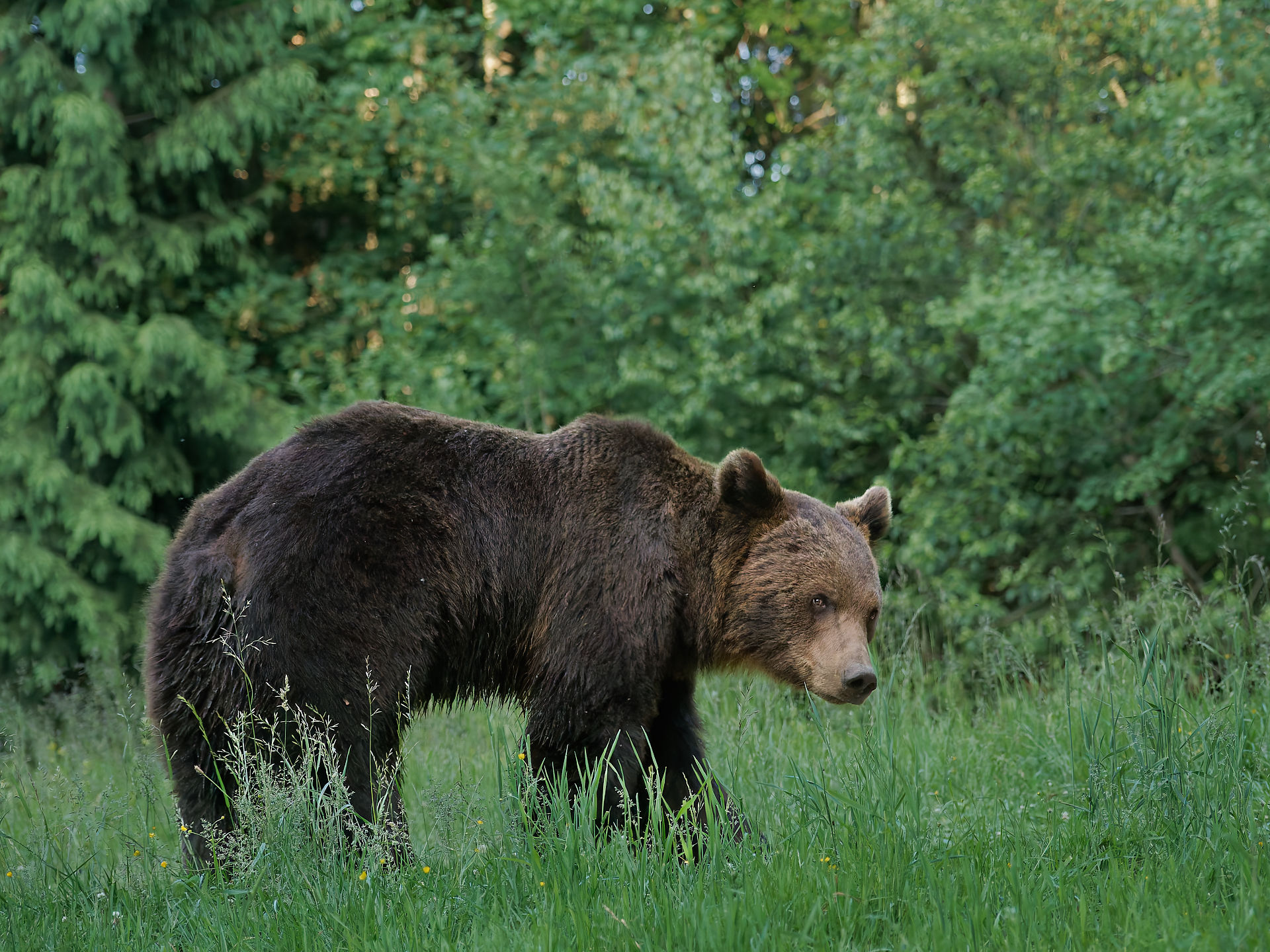 Braunbär in Rumänien. Wildtier im grünen Gras, Wald im Hintergrund. Naturaufnahme.