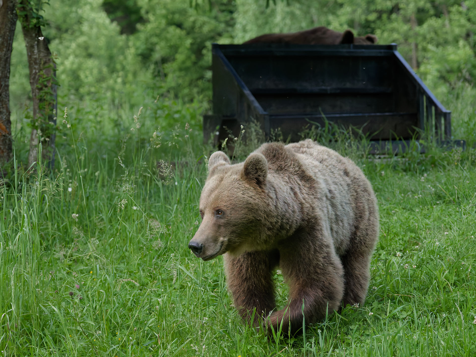 Braunbären in Rumänien. Wildtier im grünen Gras, Wald im Hintergrund. Natur und Tierwelt.