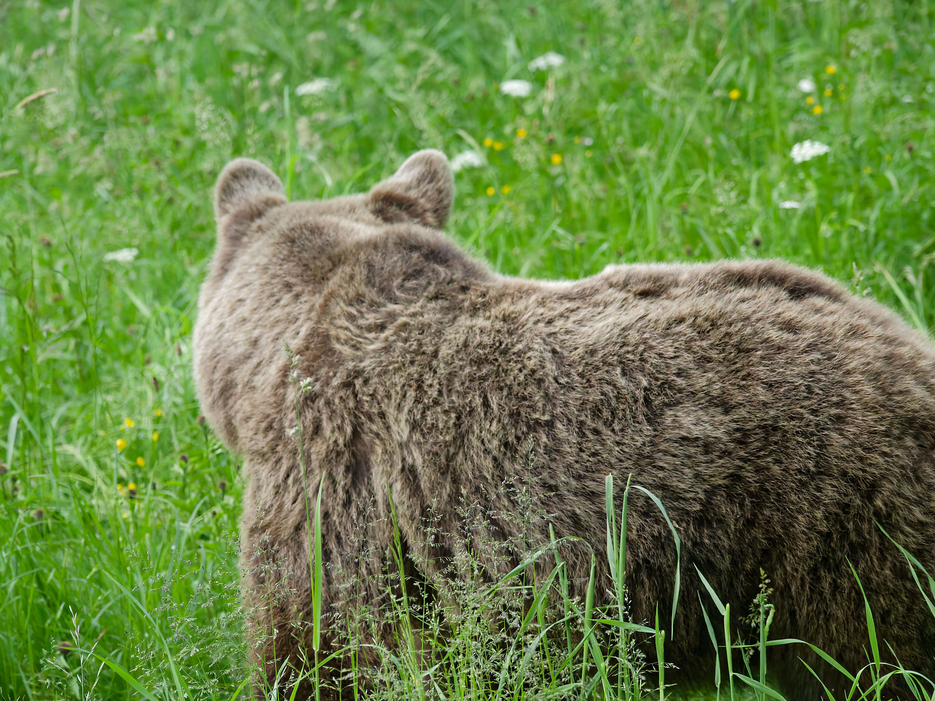 Braunbär im grünen Gras. Wildtier in Rumänien. Bärenbeobachtung. Natur und Tierwelt.