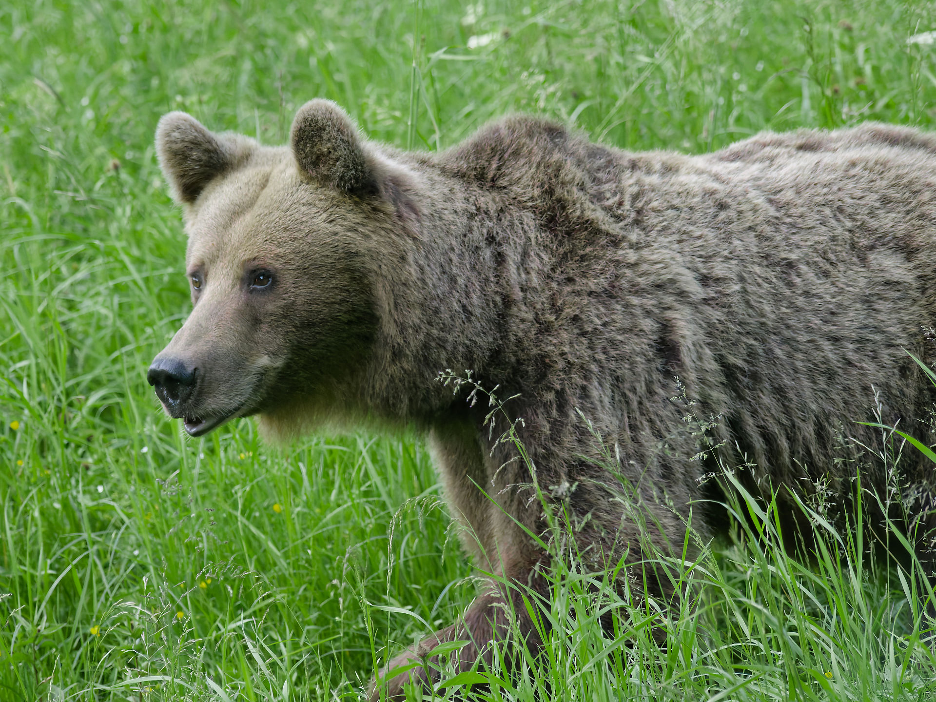 Braunbär in Rumänien im grünen Gras. Wildtier, Natur und Tierwelt.