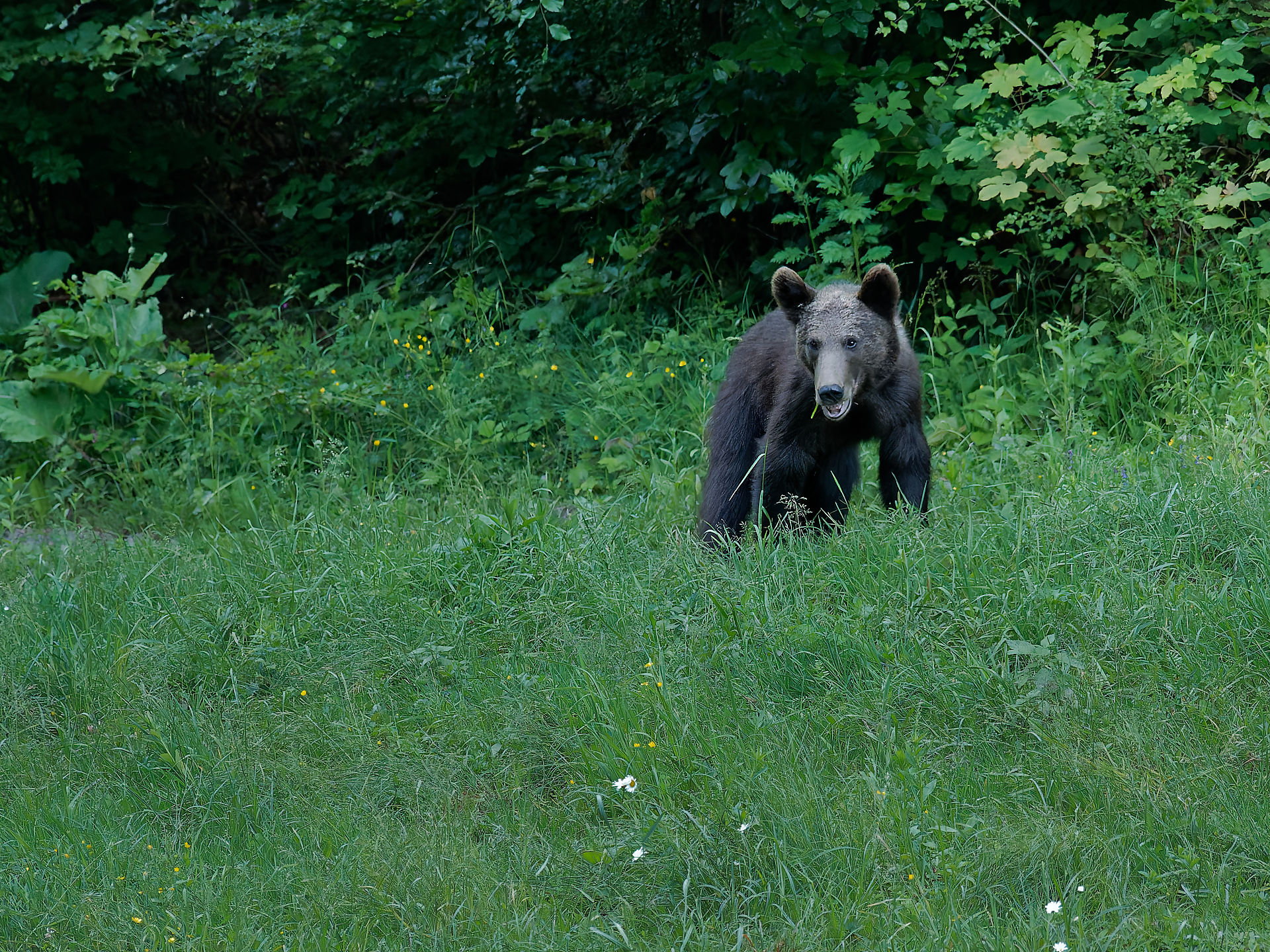 Braunbär in Rumänien. Wildtier im Gras vor Wald. Bärenbeobachtung.