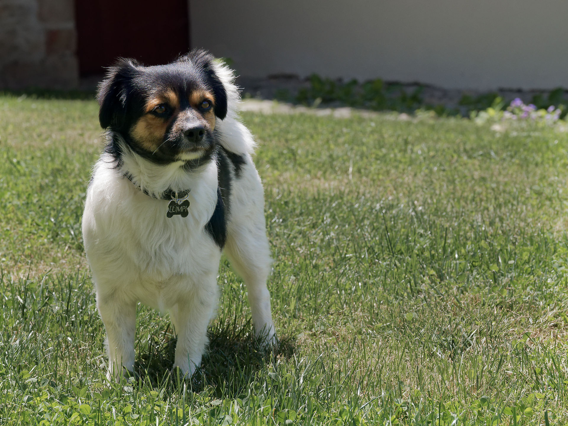 Kleiner, süßer Hund mit Halsband auf grüner Wiese. Tierportrait im Freien. Haustier im Garten.