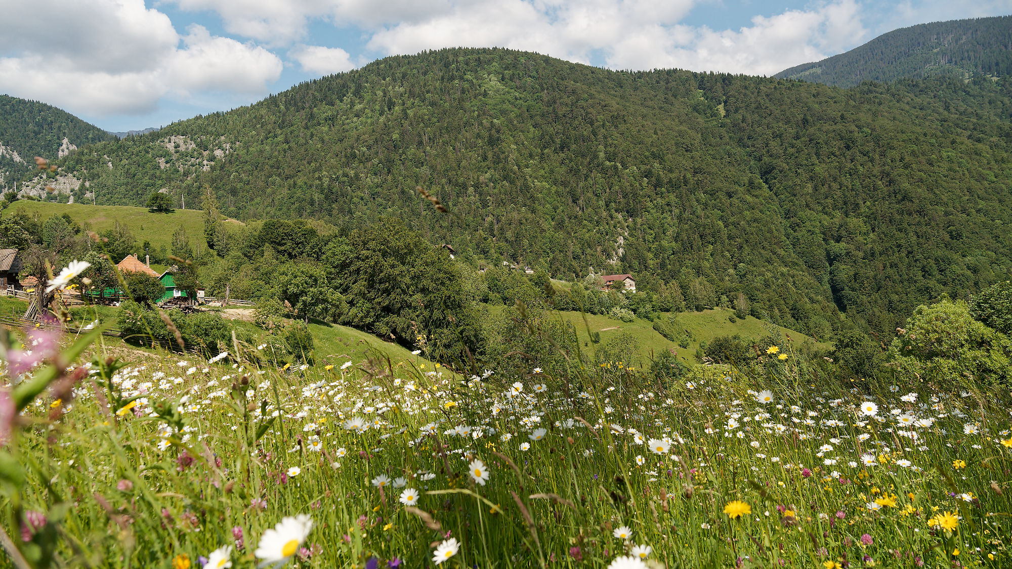 Blumenwiese im Piatra Craiului Nationalpark, Rumänien. Hügelige Landschaft mit Wald und Häusern. Natur pur!