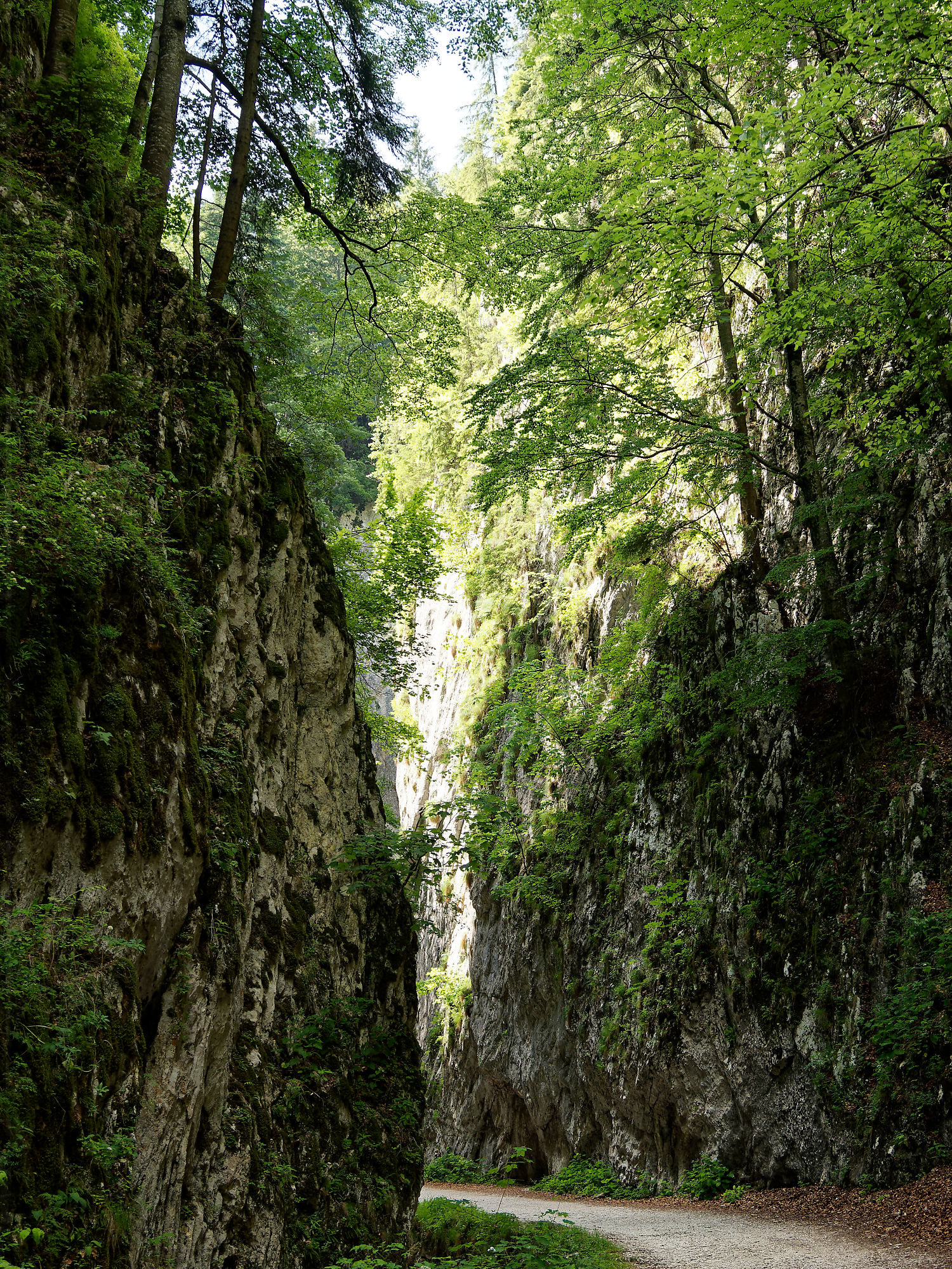 Schlucht in Piatra Craiului, Rumänien. Wanderweg zwischen steilen Felswänden und Bäumen. Naturerlebnis.