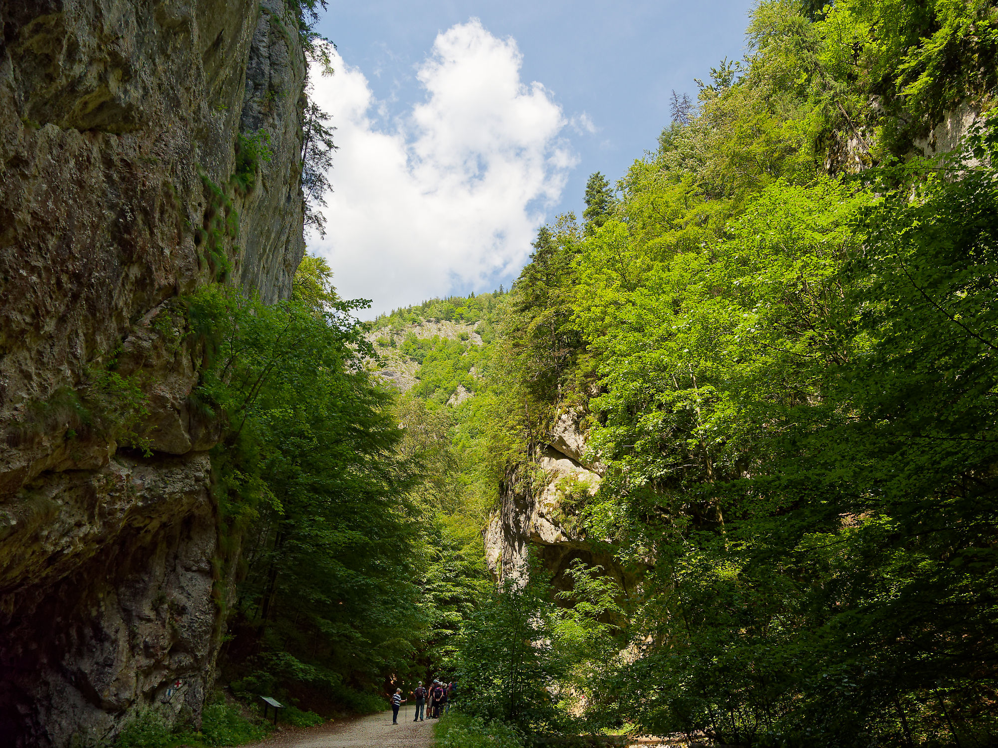 Piatra Craiului, Rumänien: Wanderweg durch grüne Schlucht mit Felsen und Bäumen. Naturerlebnis im Nationalpark.