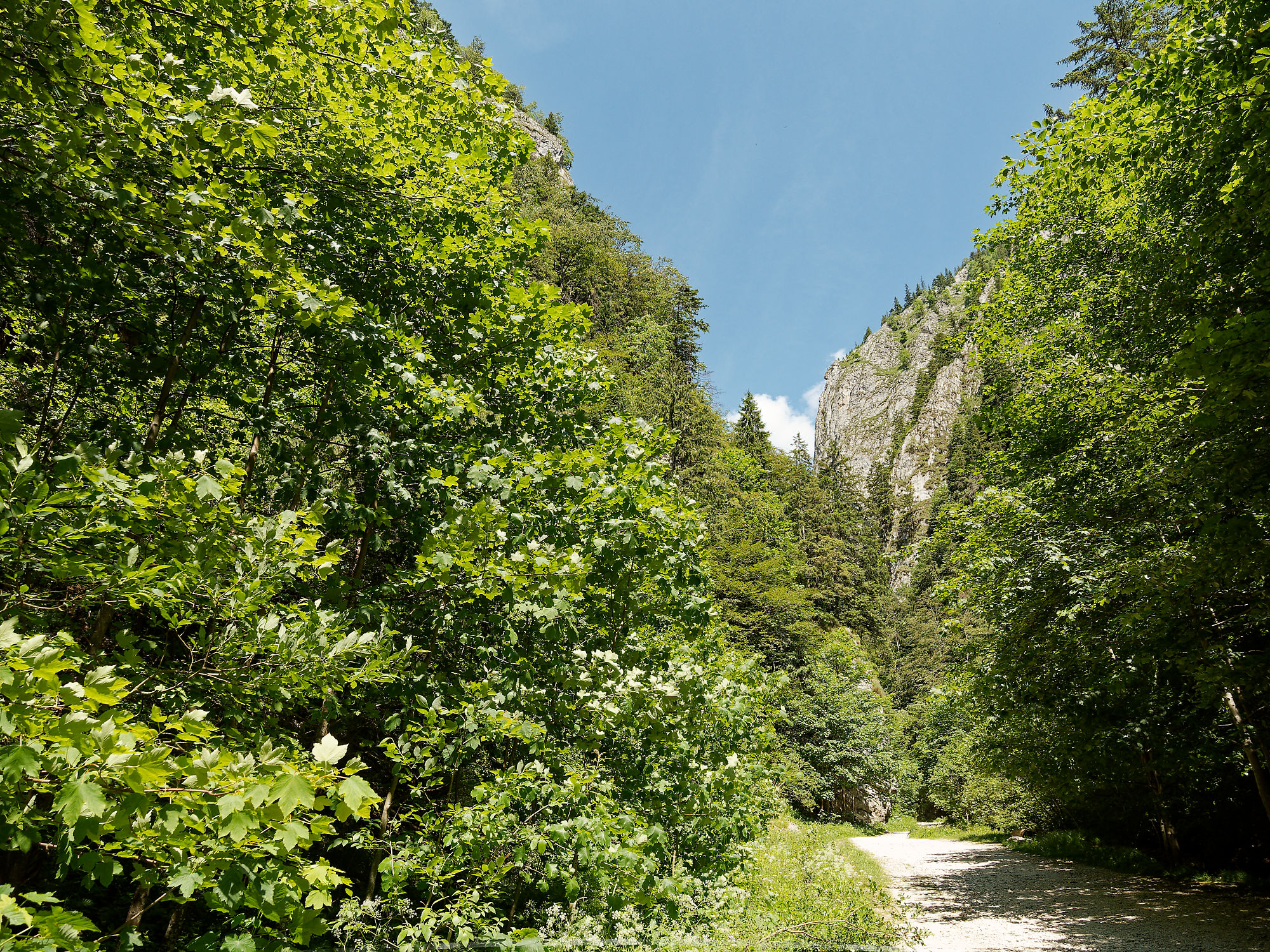 Wanderweg in Piatra Craiului, Rumänien. Grüne Bäume, Felsen und blauer Himmel. Natur pur im Nationalpark.