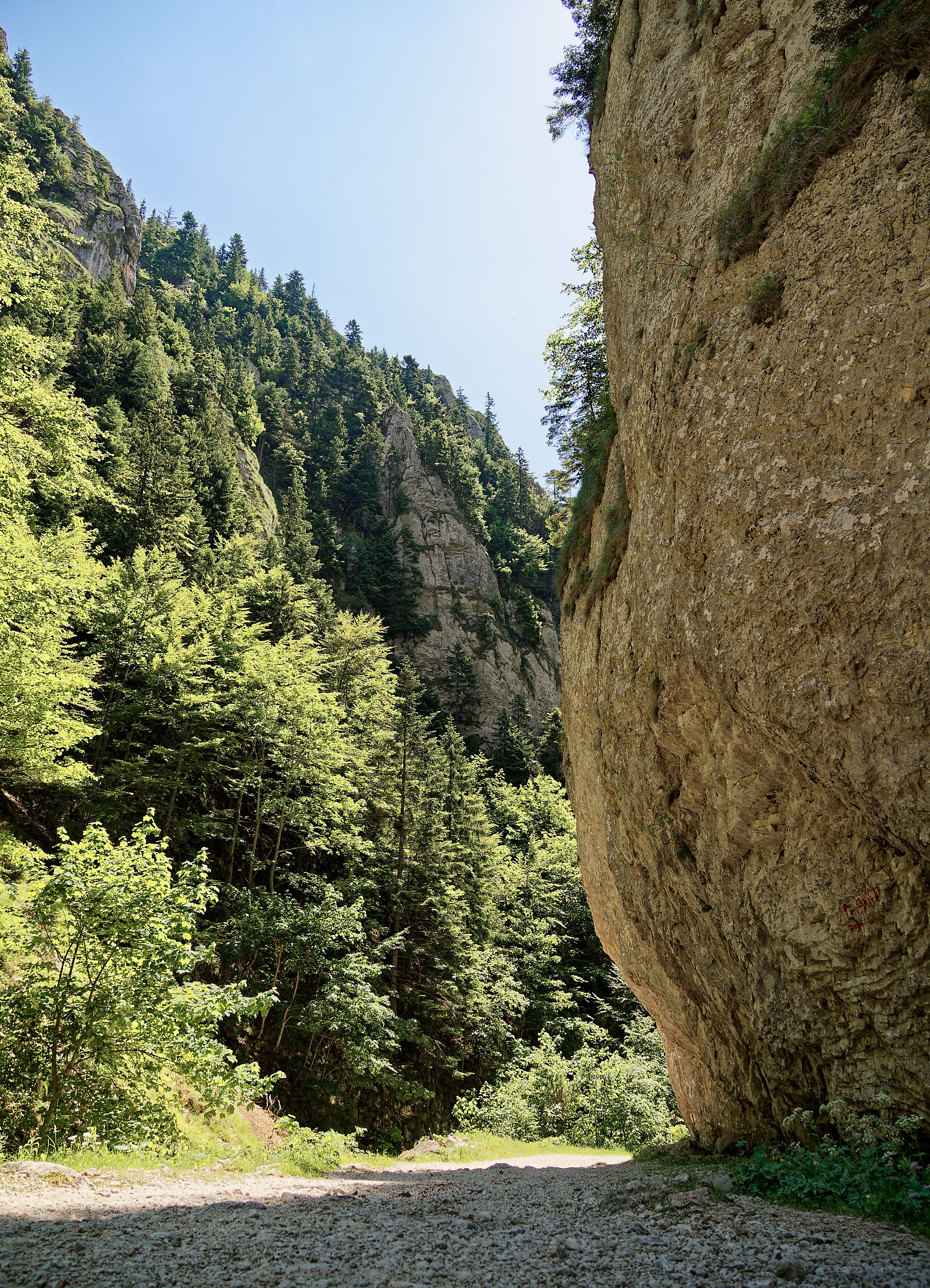 Piatra Craiului Nationalpark, Rumänien. Wald, Felsen und Wanderweg in den Karpaten. Natur pur!