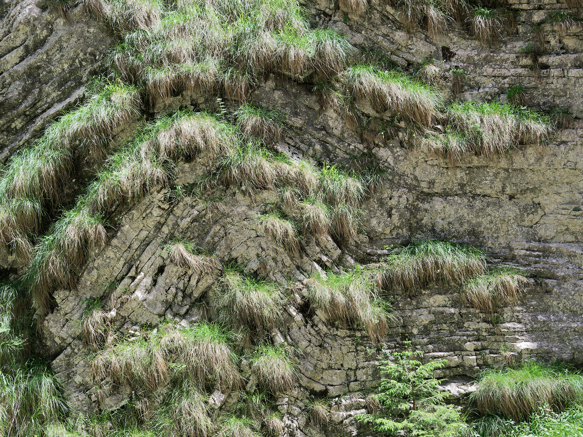 Felswand im Piatra-Craiului-Gebirge, Rumänien. Grasbüschel an steiler Felswand. Natur, Wandern, Karpaten.