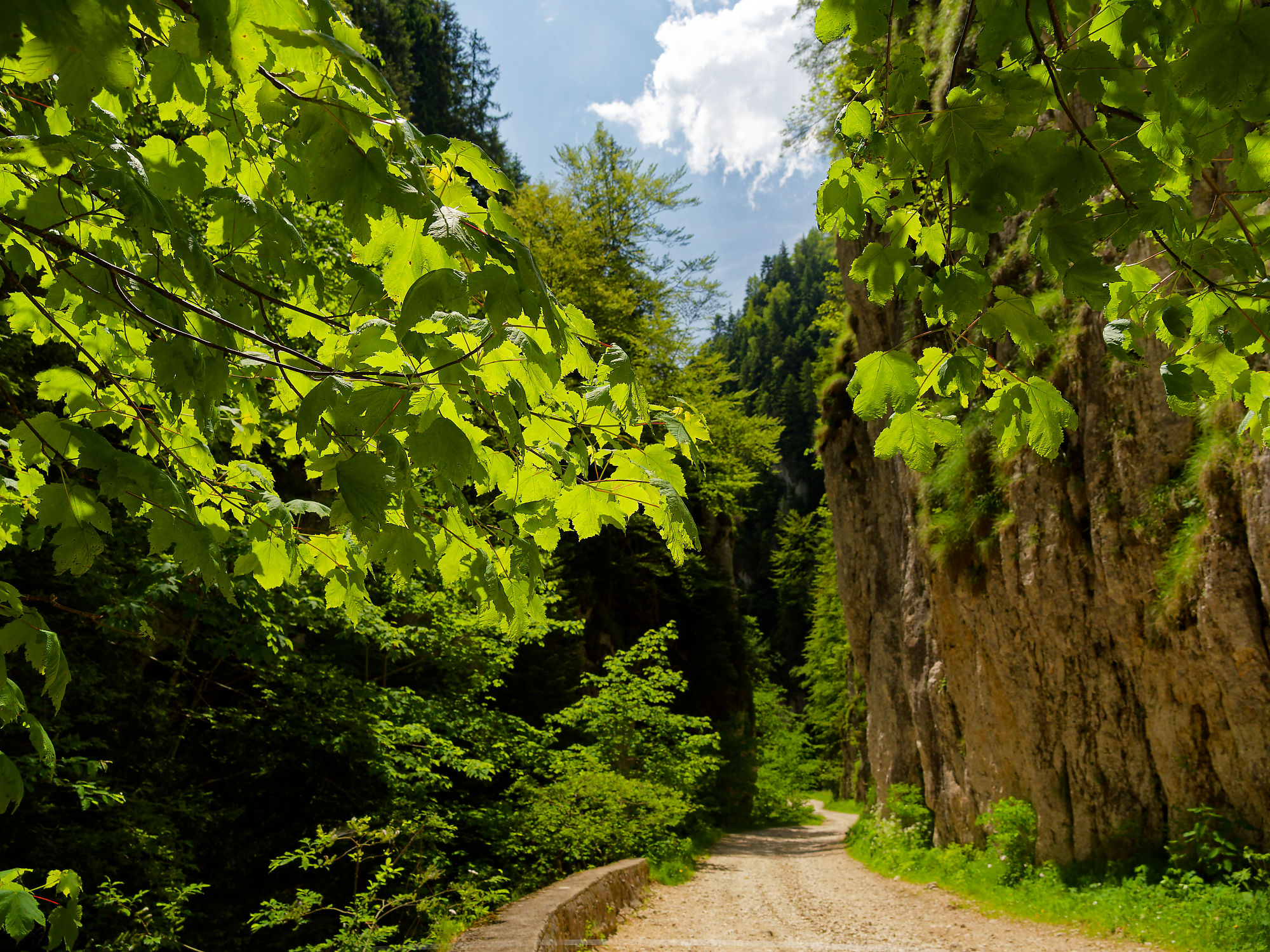 Wanderweg in Piatra Craiului, Rumänien. Grüne Blätter, Felsen und Wald. Naturlandschaft im Gebirge.