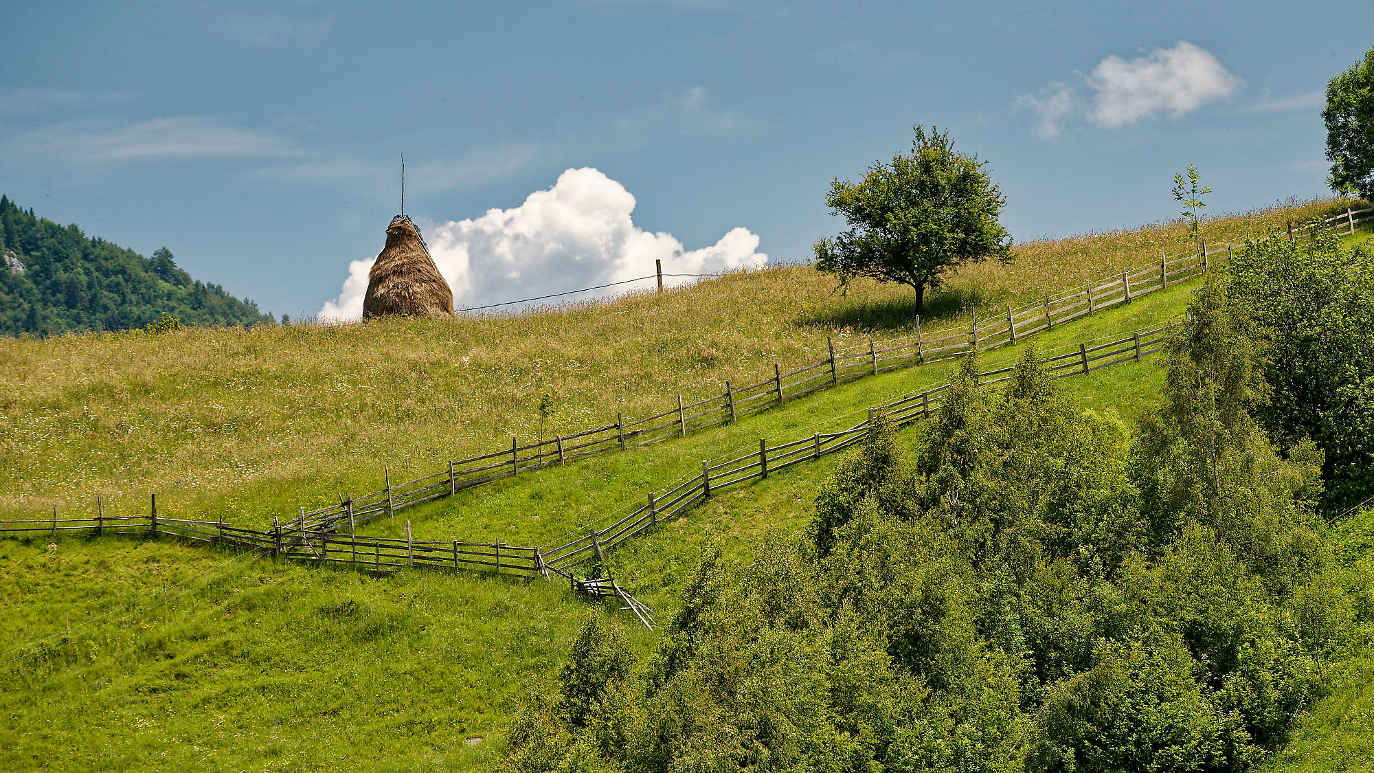Grüne Landschaft in Rumänien: Hügel mit Zaun, Baum und Heuhaufen. Piatra Craiului Gebirge.