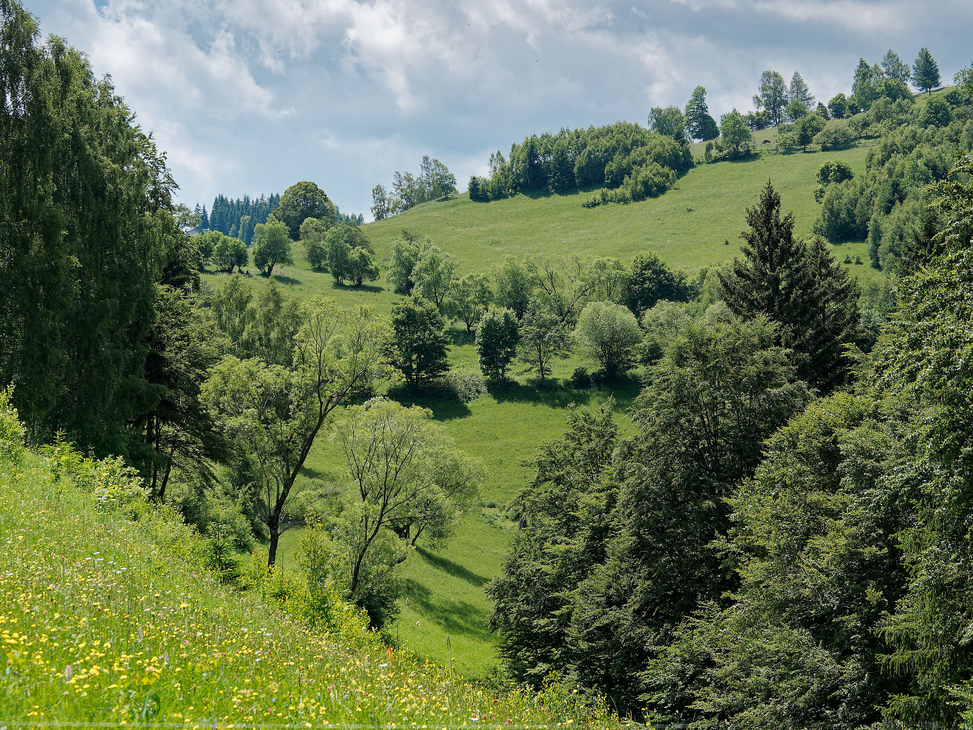 Grüne Wiese in Piatra Craiului, Rumänien. Wald und Hügel im Hintergrund. Naturlandschaft.