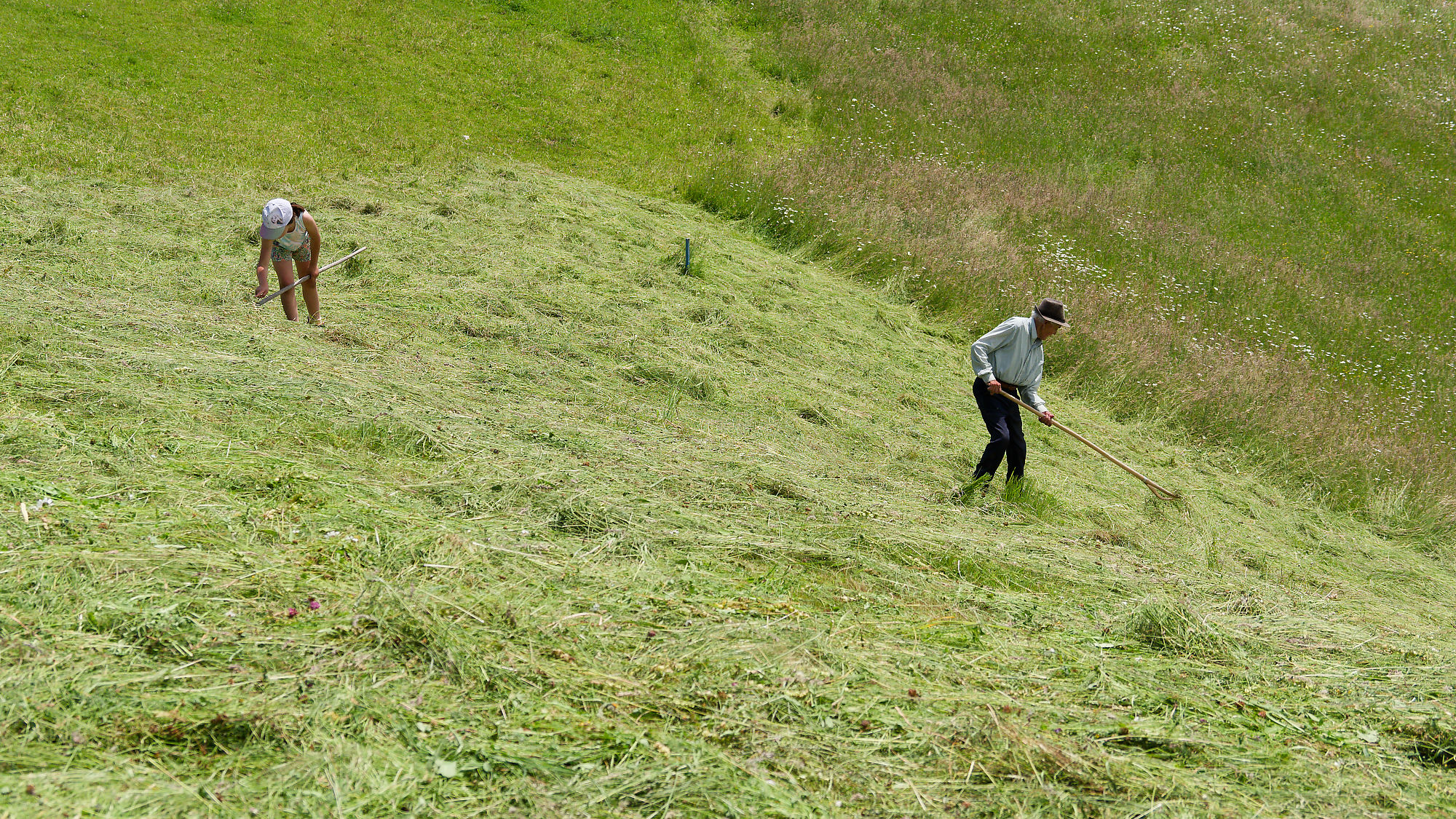 Heuernte in Piatra Craiului, Rumänien. Zwei Personen rechen Gras auf einem steilen Hang. Traditionelle Landwirtschaft.