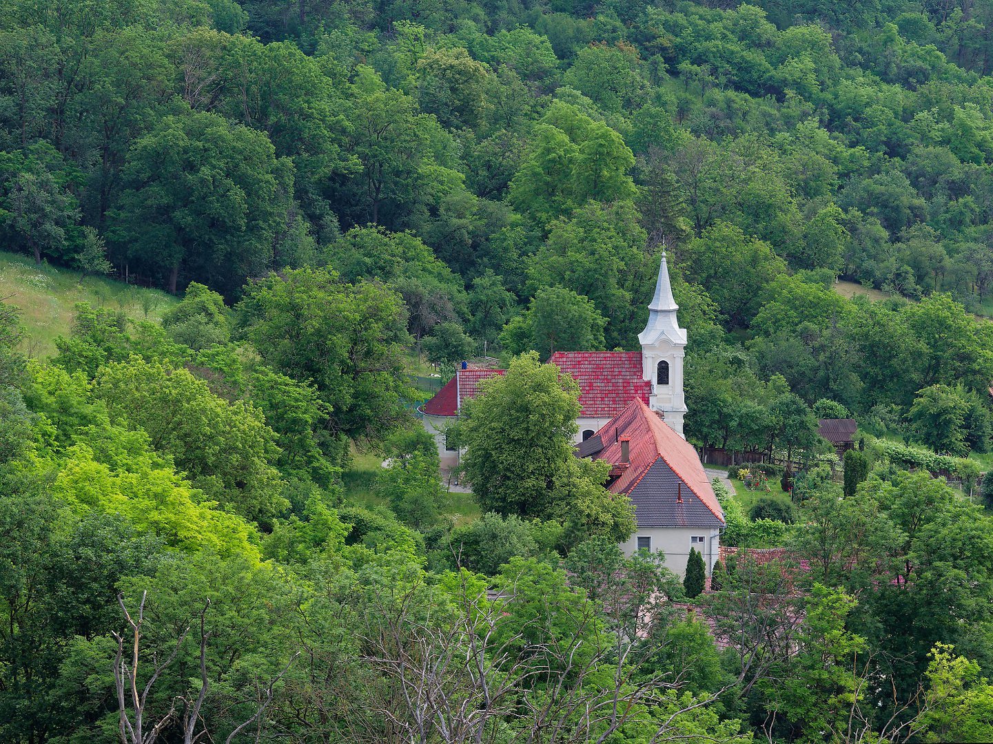 Kirche Rupea, Rumänien, eingebettet in grüne Natur. Rotes Dach, weißer Turm. Ländliche Szene.