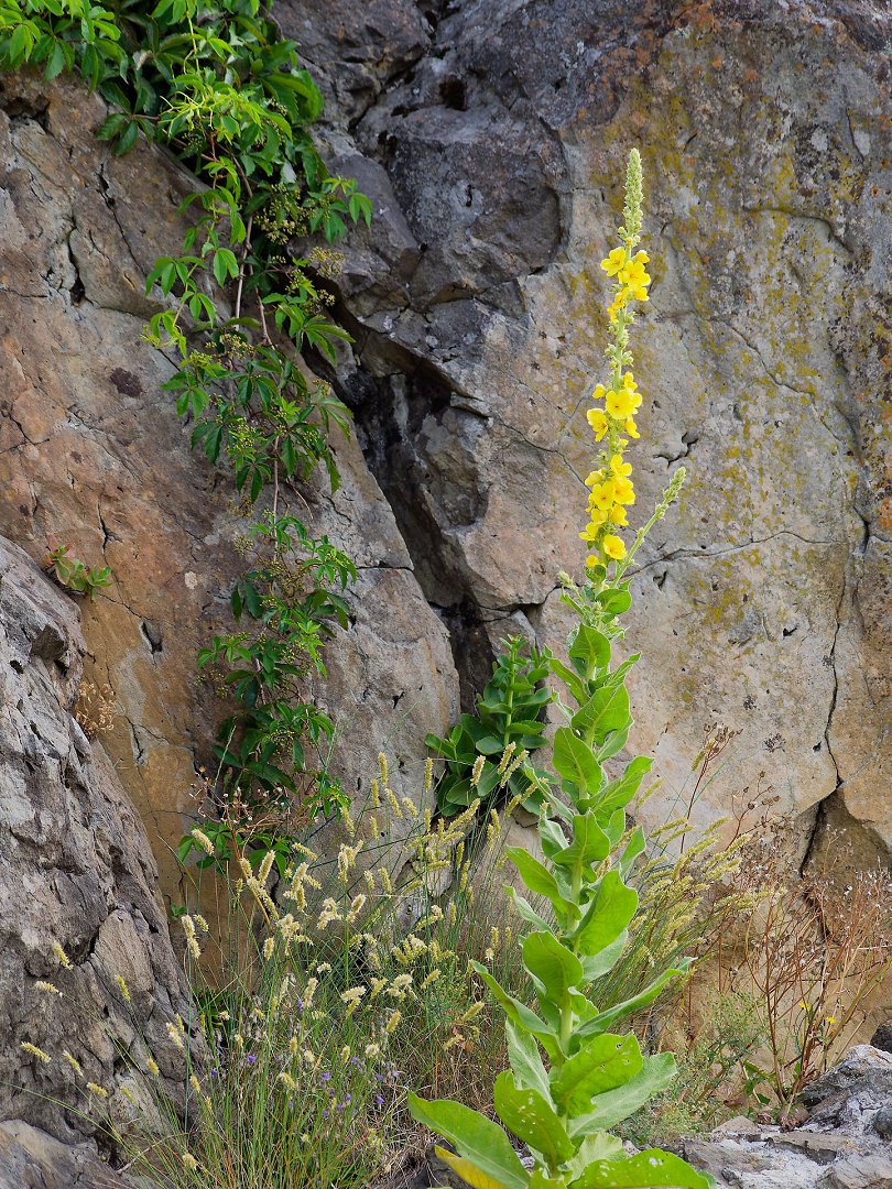 Gelbe Königskerze an Felswand, Rumänien. Kletterpflanze und Wildblumen im Sommer. Naturaufnahme.