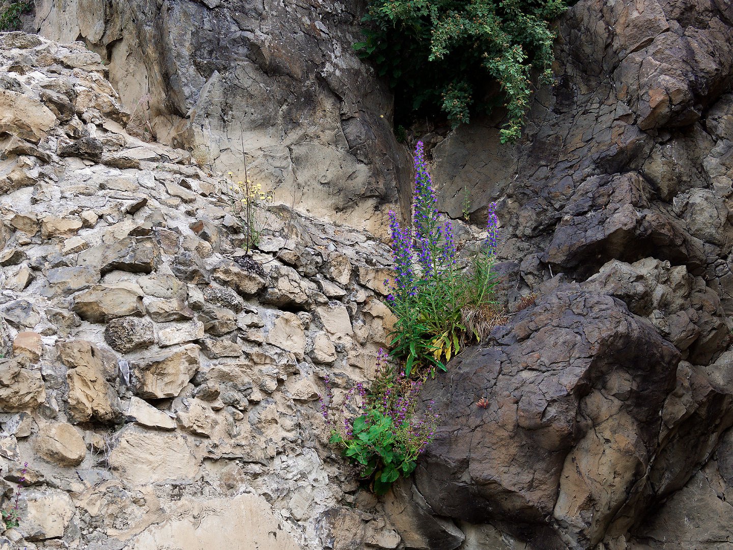 Rupea, Rumänien: Steinmauer mit Felsen und blühenden Pflanzen. Natur und Architektur.