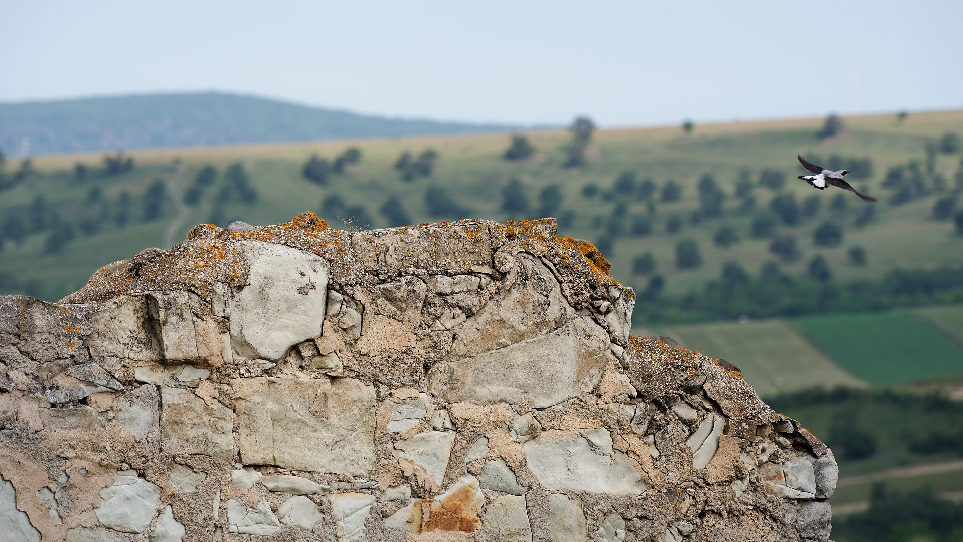 Rupea Burg in Rumänien: Steinmauer mit Vogel im Flug, grüne Hügellandschaft im Hintergrund.