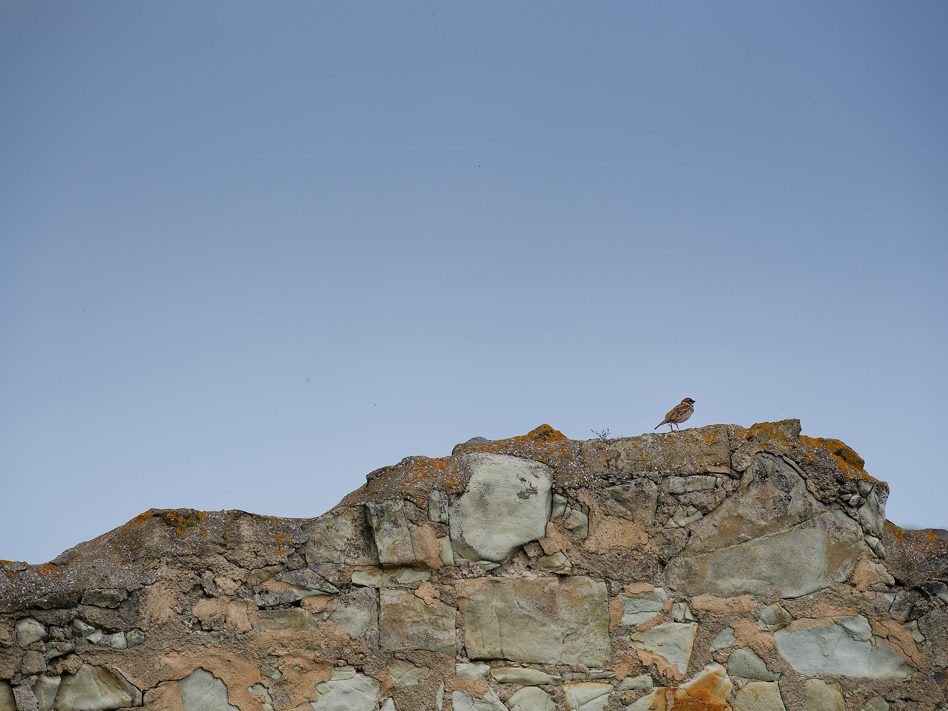Kleiner Vogel auf alter Steinmauer, Rupea, Rumänien. Blauer Himmel im Hintergrund. Natur und Architektur.