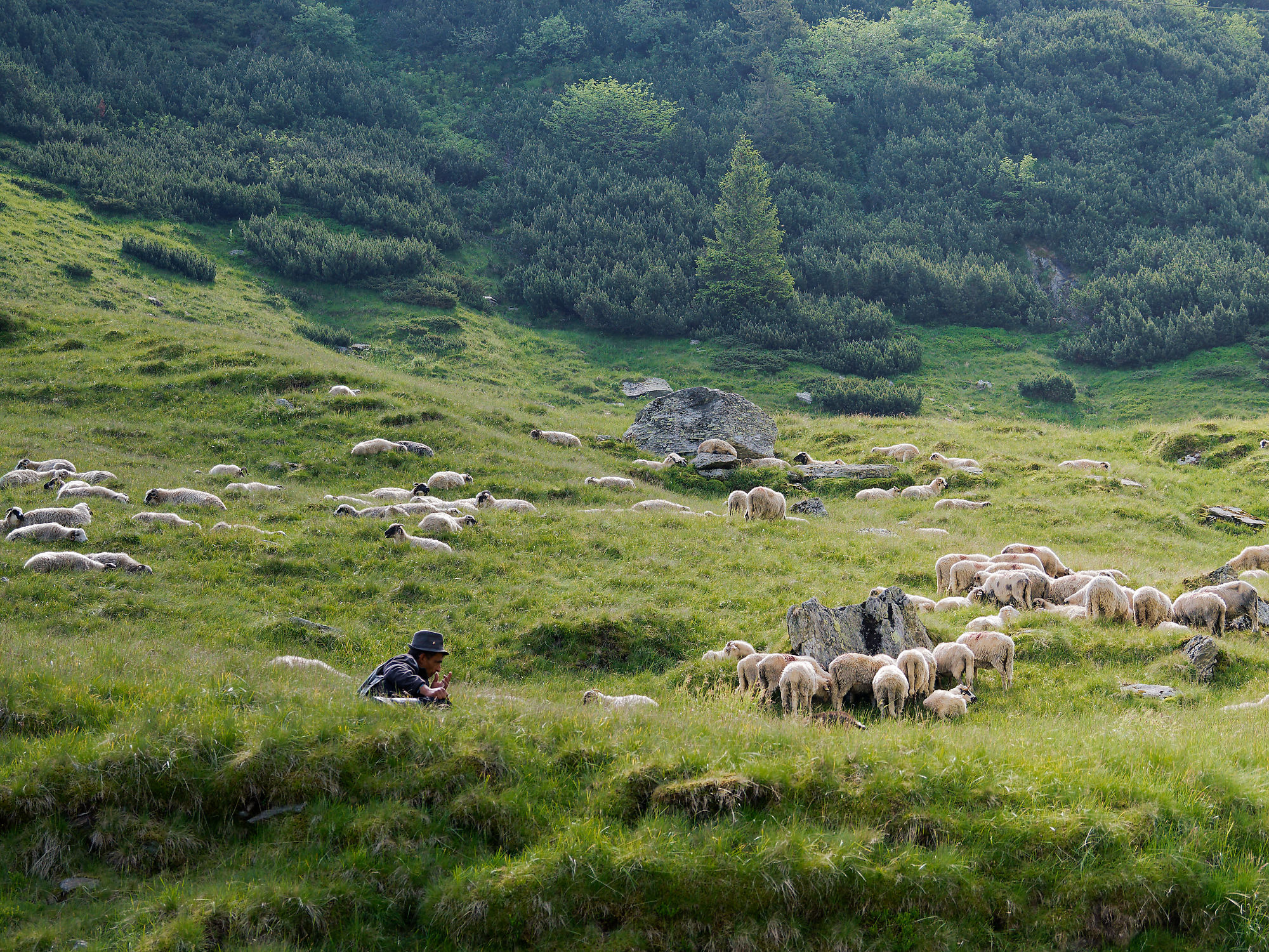 Hirte und Schafherde in den rumänischen Karpaten. Naturlandschaft mit grasbewachsenen Hängen.